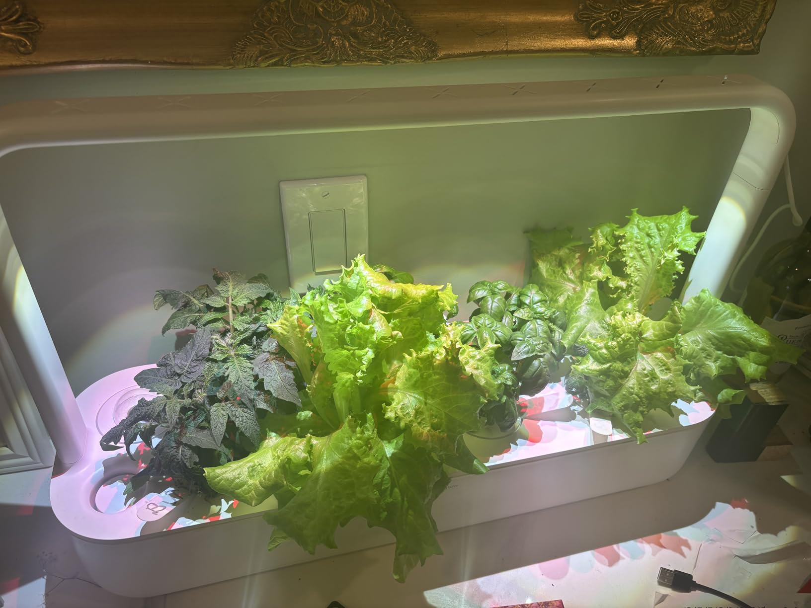 Click & Grow Smart Garden 9 Indoor Herb Garden Kit with Grow Light, 9 Plant Pods, White customer photo 1