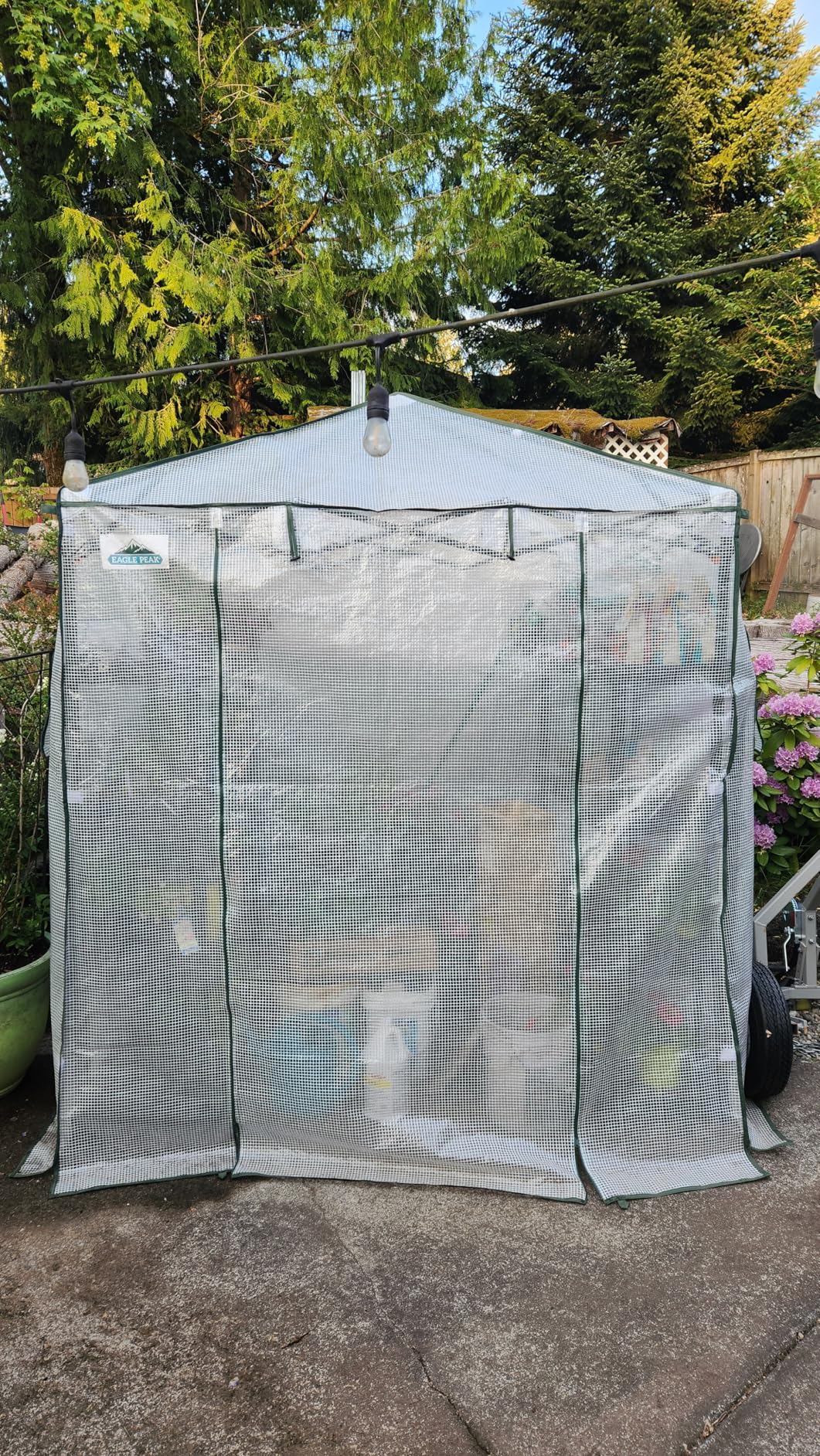EAGLE PEAK 8x6 Portable Walk in Greenhouse, Pop Up Indoor Outdoor Greenhouse, Green House Kit with Zippered Roll-Up Doors and Windows, PE Cover, Clear/Green customer photo 1