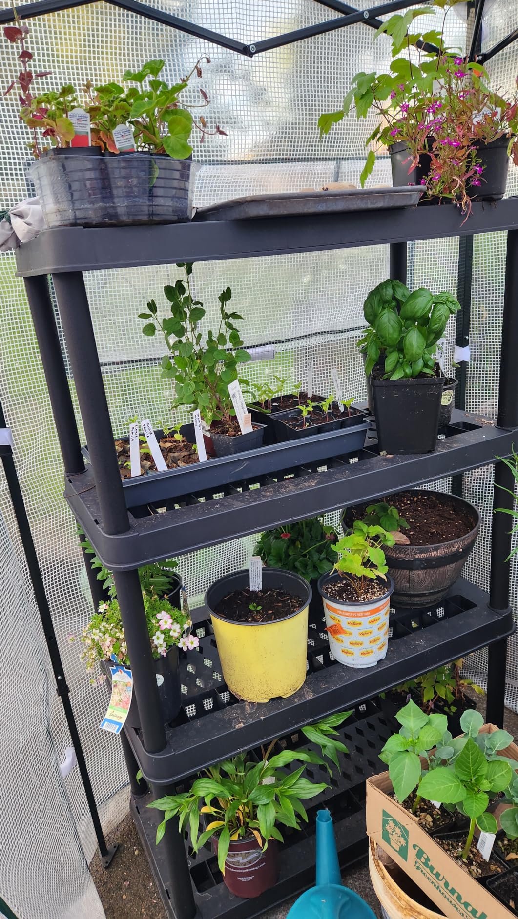 EAGLE PEAK 8x6 Portable Walk in Greenhouse, Pop Up Indoor Outdoor Greenhouse, Green House Kit with Zippered Roll-Up Doors and Windows, PE Cover, Clear/Green customer photo 2