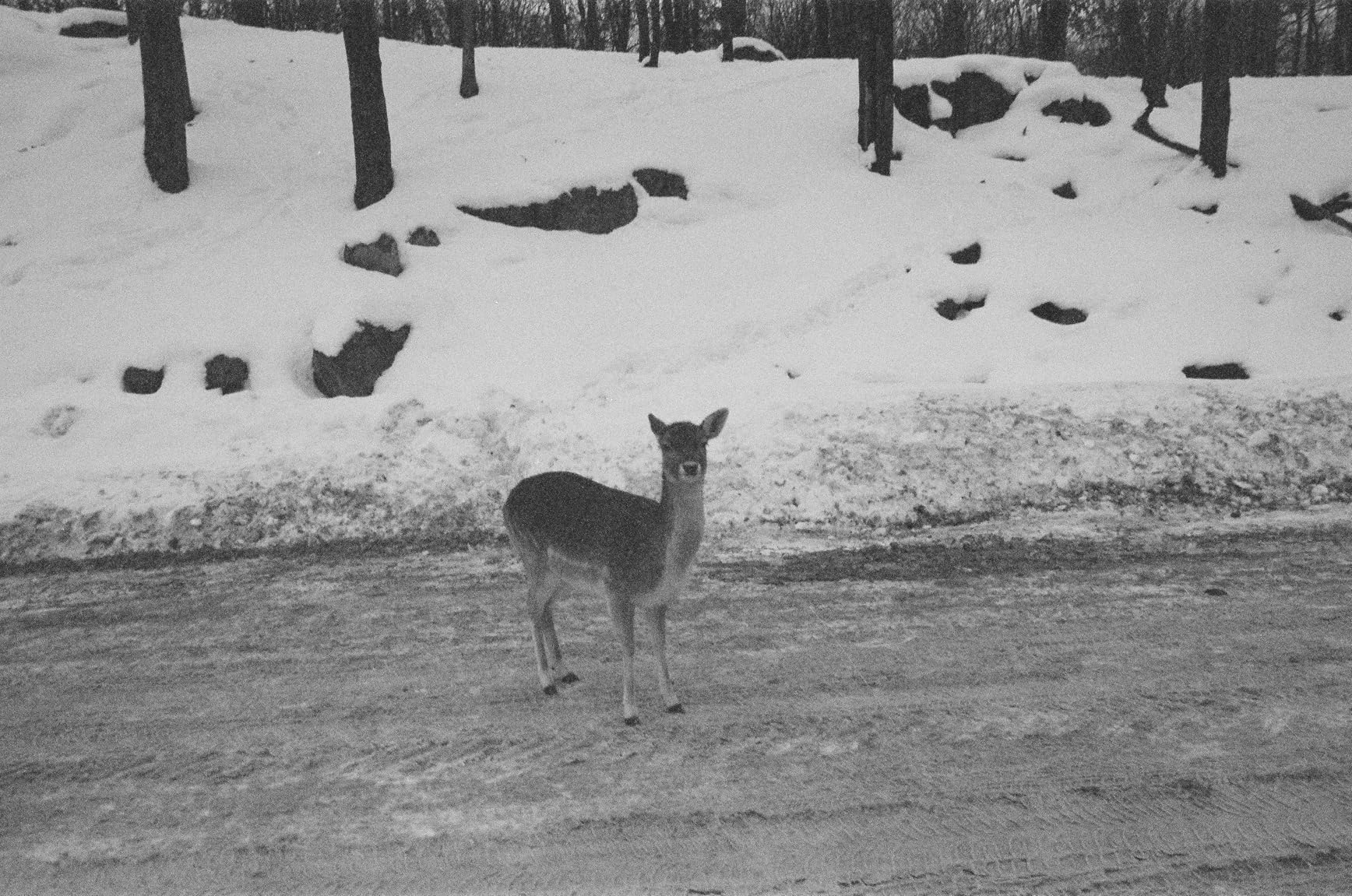 Vintage Canon AE-1 35mm SLR Camera with 50mm 1:1.8 Lens (Renewed) customer photo 2