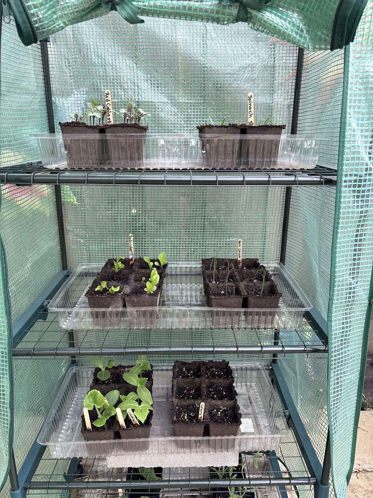VIVOSUN 57 x 29 x 77-Inch Mini Walk-in Greenhouse with Windows, Shelves and Anchors, Plant Garden Hot House customer photo 1