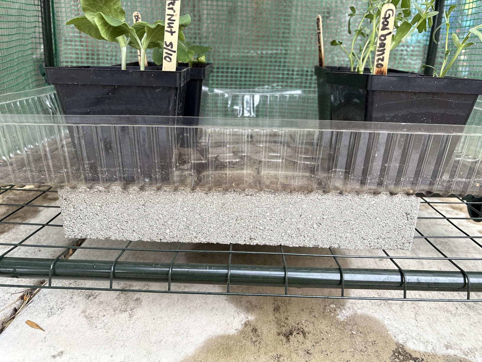 VIVOSUN 57 x 29 x 77-Inch Mini Walk-in Greenhouse with Windows, Shelves and Anchors, Plant Garden Hot House customer photo 2