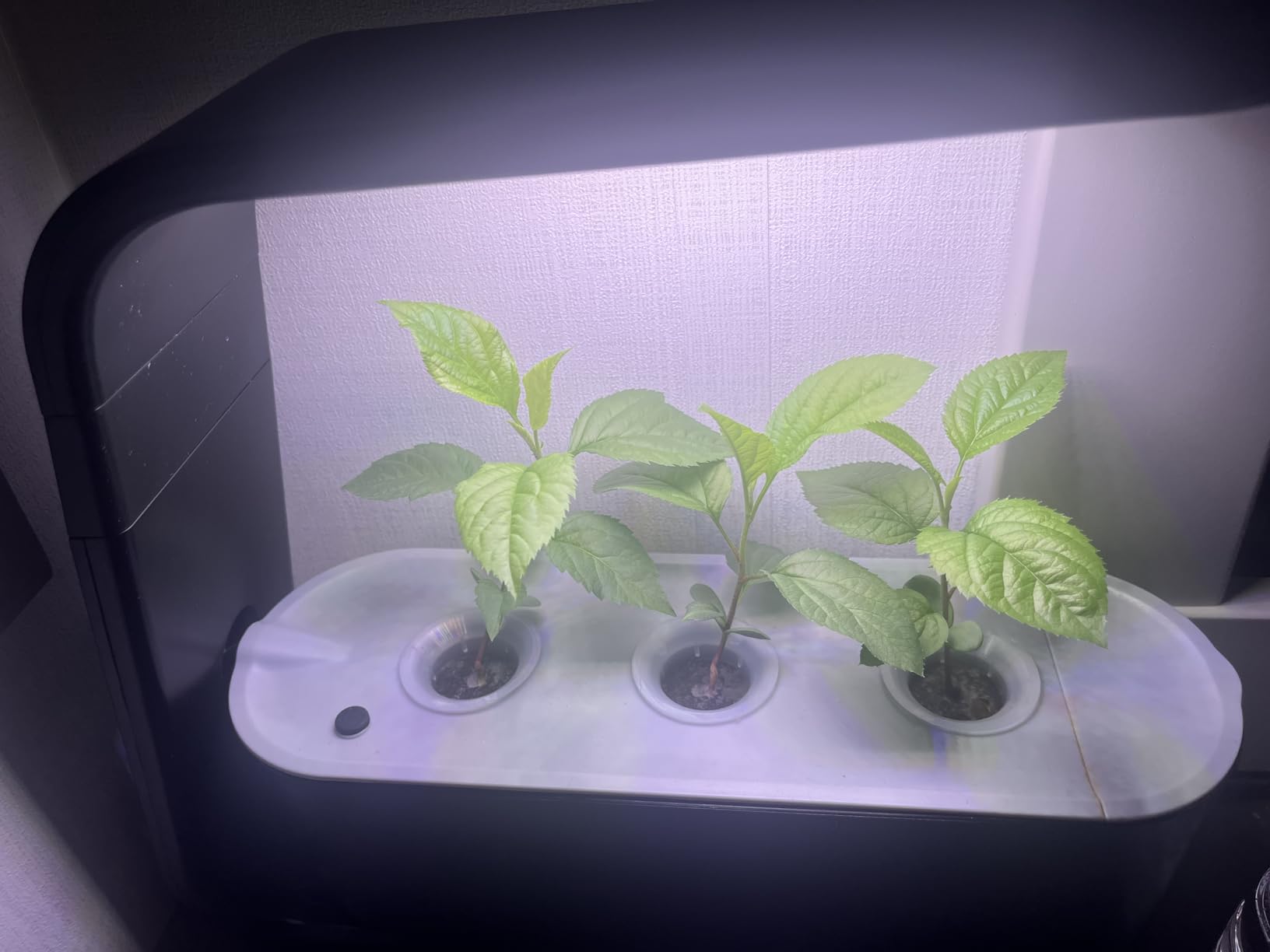 AeroGarden Sprout - Indoor Garden with LED Grow Light, Black customer photo 1