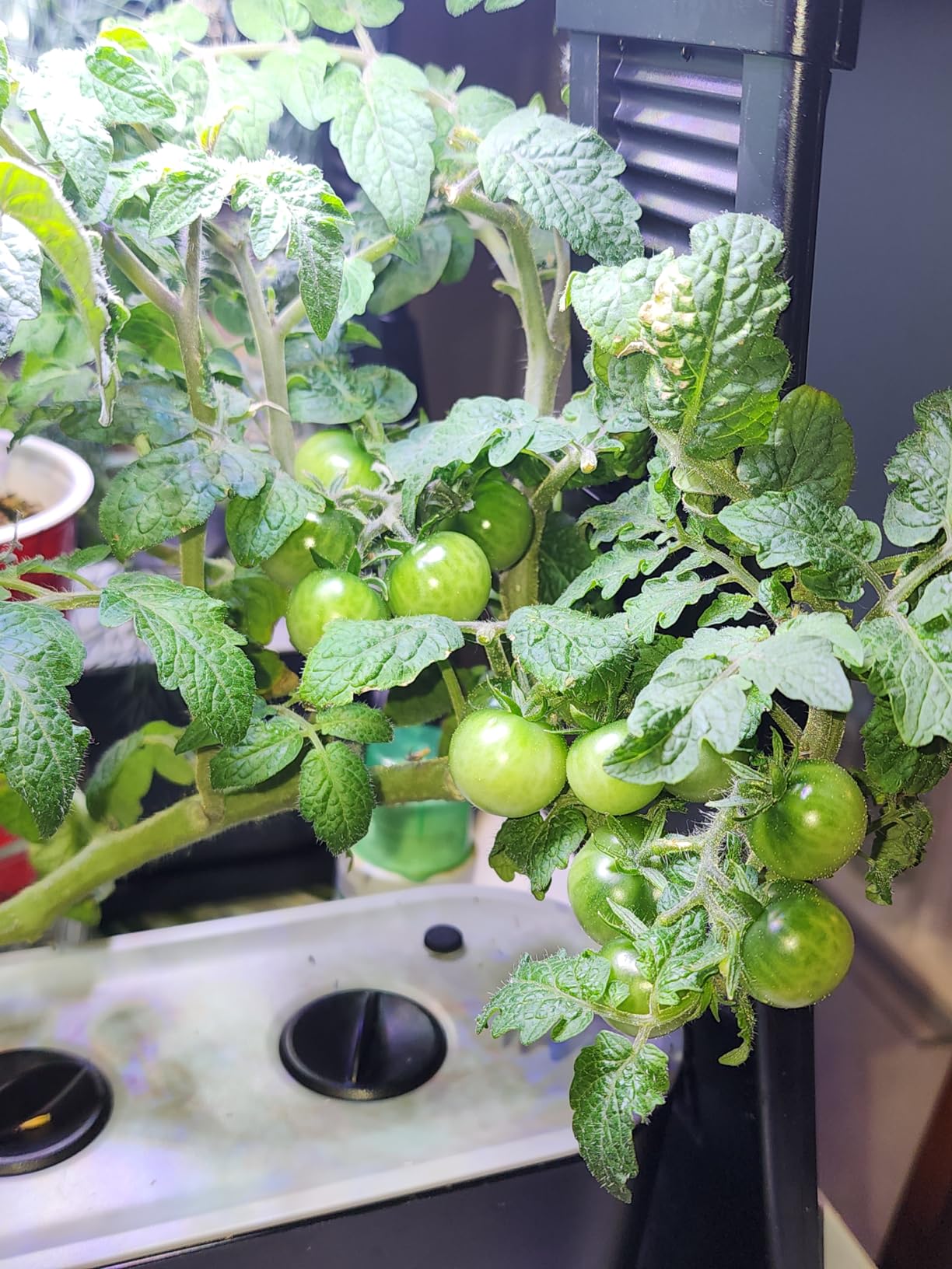 AeroGarden Sprout - Indoor Garden with LED Grow Light, Black customer photo 2