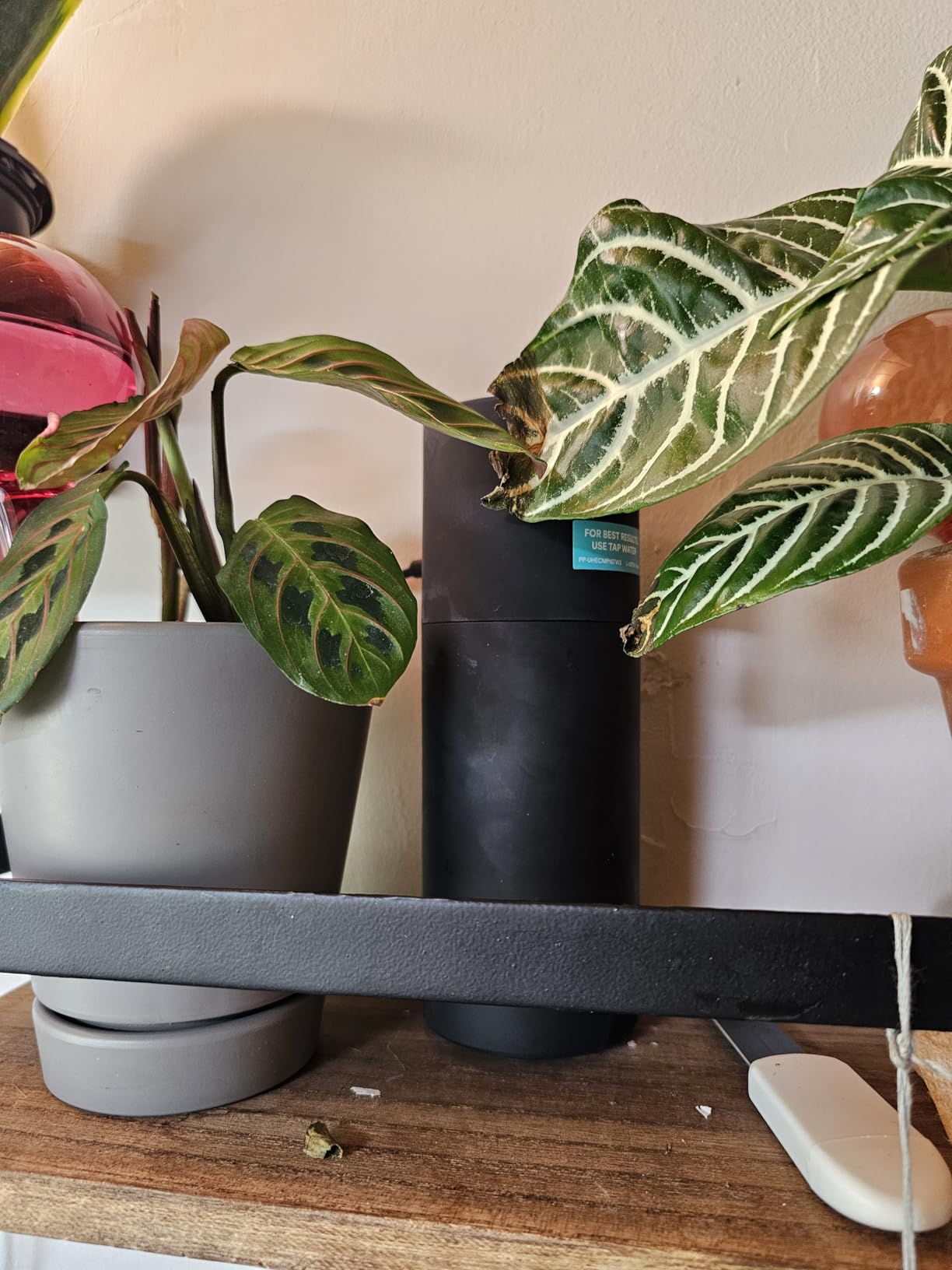 Homedics Portable Humidifier - Small Air Humidifiers for Bedroom, Plants, Office, Travel - Cool Mist Humidifiers, Color-Changing Accent Light, 2 Mist Settings, Matte Black customer photo 1