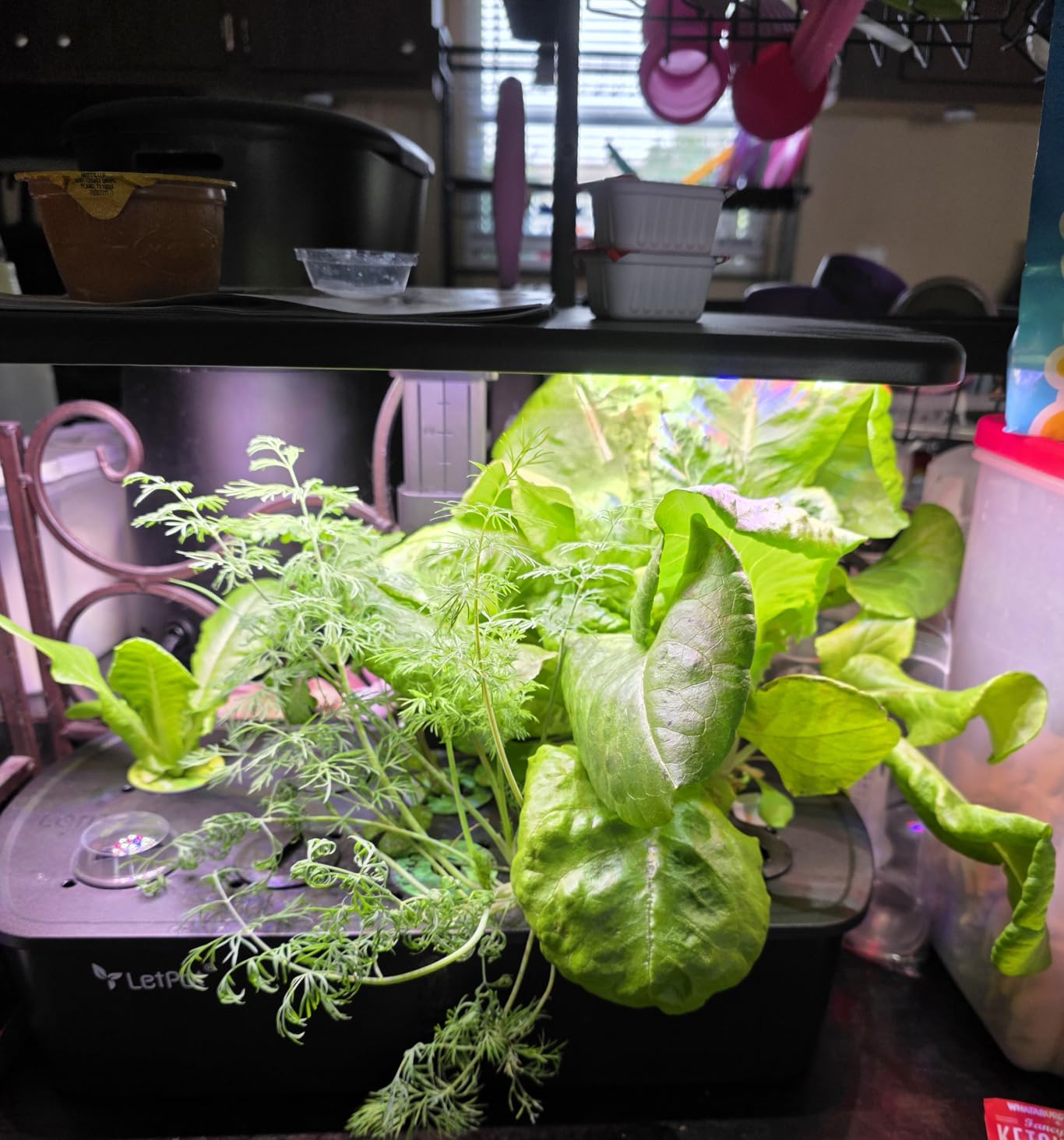 LetPot LPH-Air Hydroponics Growing System Kits, APP & WiFi Controlled Smart Indoor Garden with Adjustable 24W Grow Light Full Spectrum, 10 Pods Planter customer photo 1