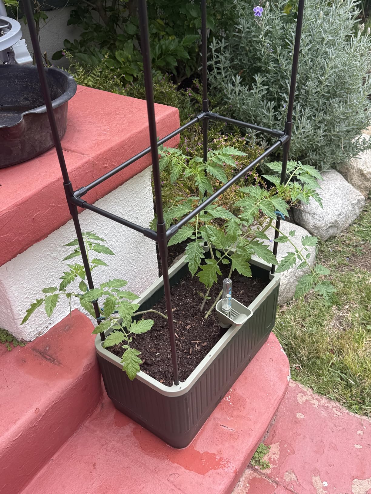 LetPot LPH-Air Hydroponics Growing System Kits, APP & WiFi Controlled Smart Indoor Garden with Adjustable 24W Grow Light Full Spectrum, 10 Pods Planter customer photo 2