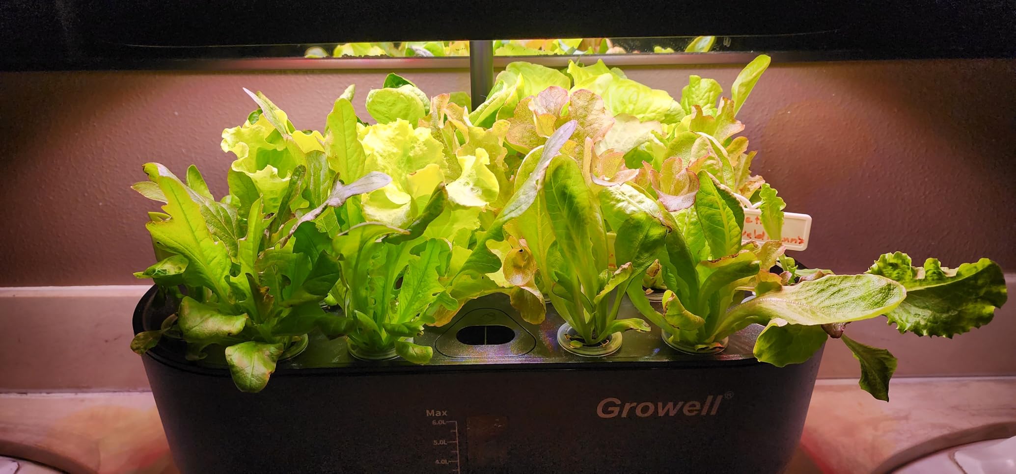 Growell Hydroponics Growing System Kit, 16 Pods Indoor Garden with 28W Full Spectrum LED Grow Light, Auto Timer, 3 Smart Light Modes, 8L Large Herb Garden, Ideal Gardening Gift for Women, Men (Black) customer photo 2