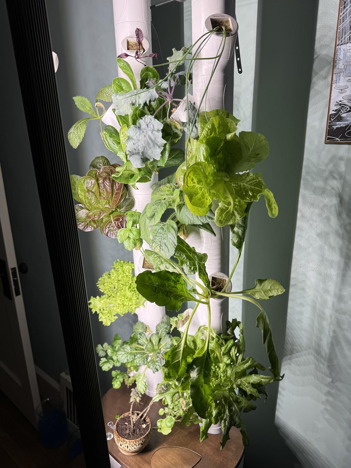 Gardyn Studio 1 Vertical Hydroponics Growing System Kit - 16 Non-GMO Plants, Herbs, Vegetables - Tower Garden with LED Grow Lights customer photo 1