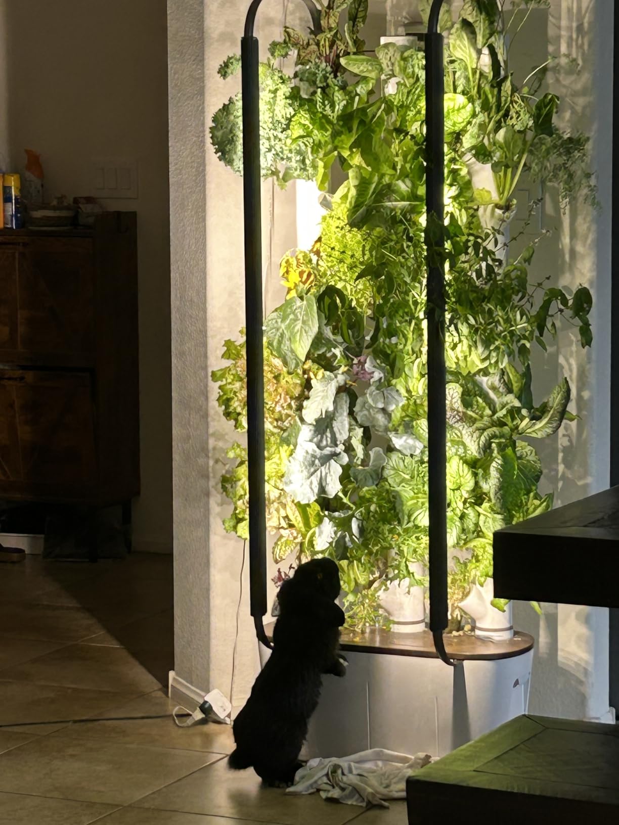 Gardyn Home 4 Vertical Hydroponics Growing System Kit - 30 Non-GMO Plants, Smart Garden w/LED Grow Lights customer photo 1