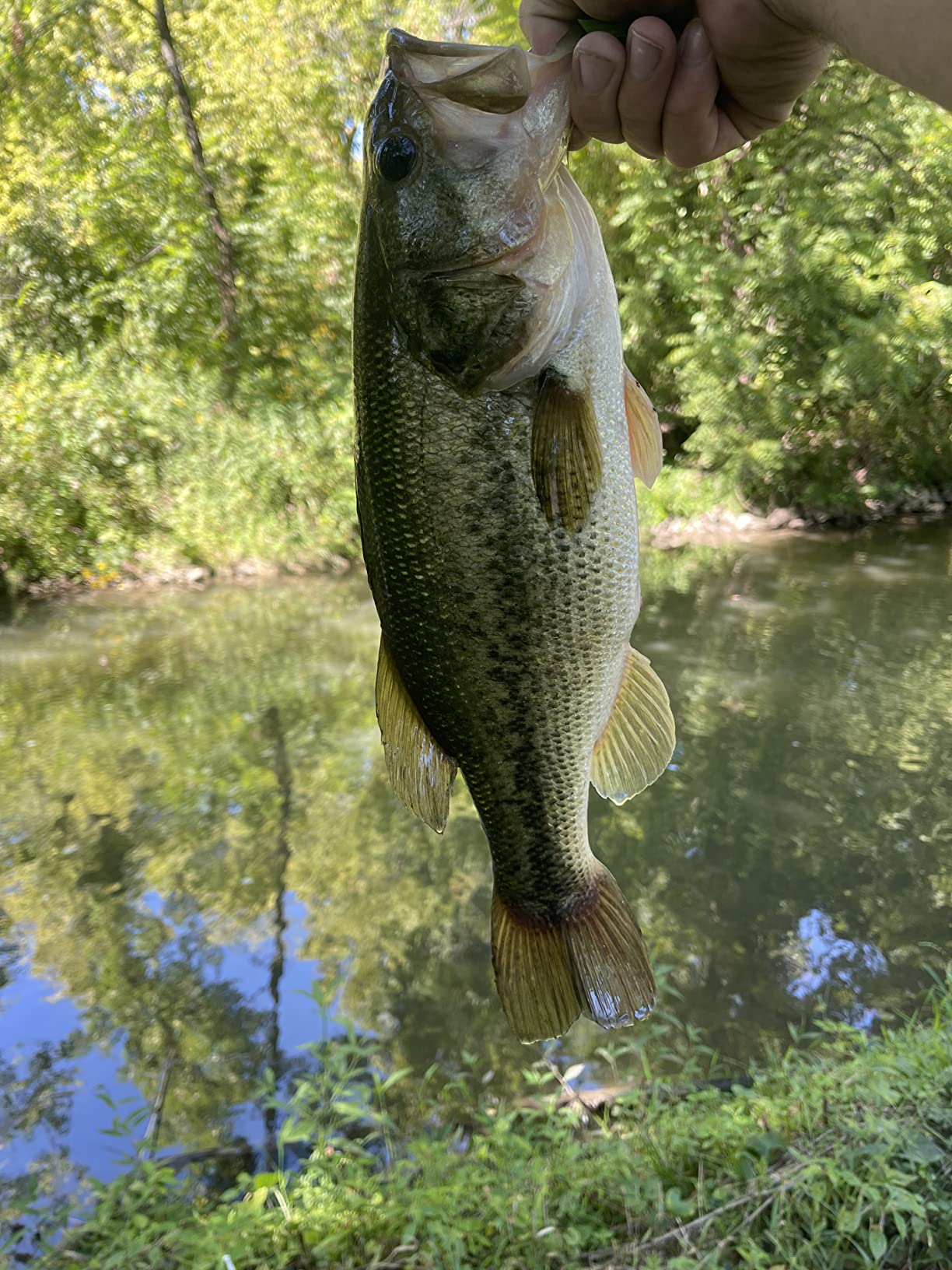 Daiwa Spinmatic-SMD Ultralight Spinning Rod customer photo 2