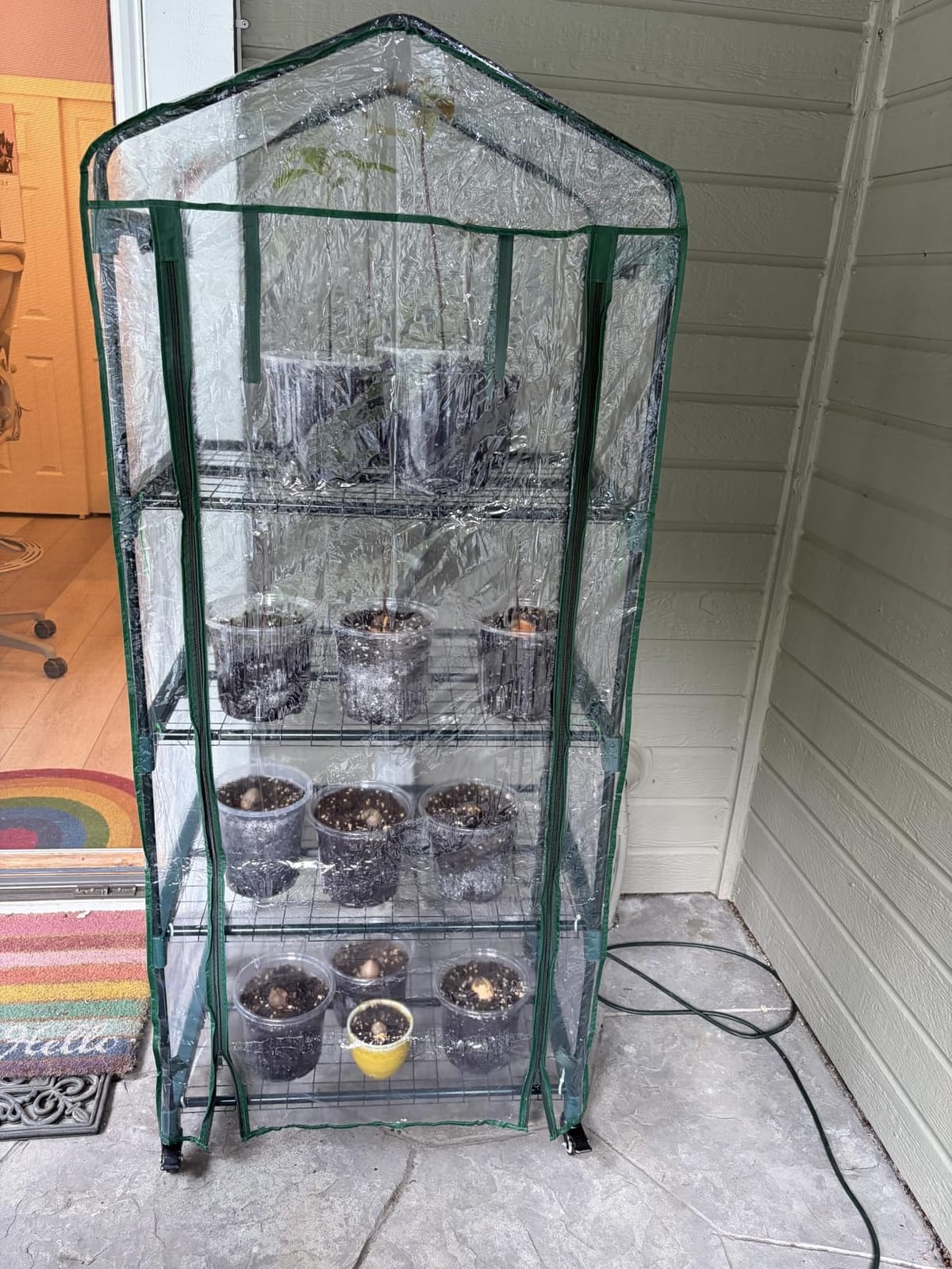4 Tier Mini Greenhouse - Portable Greenhouse with Locking Wheels and PVC Cover for Indoor or Outdoor Green House by Pure Garden customer photo 1