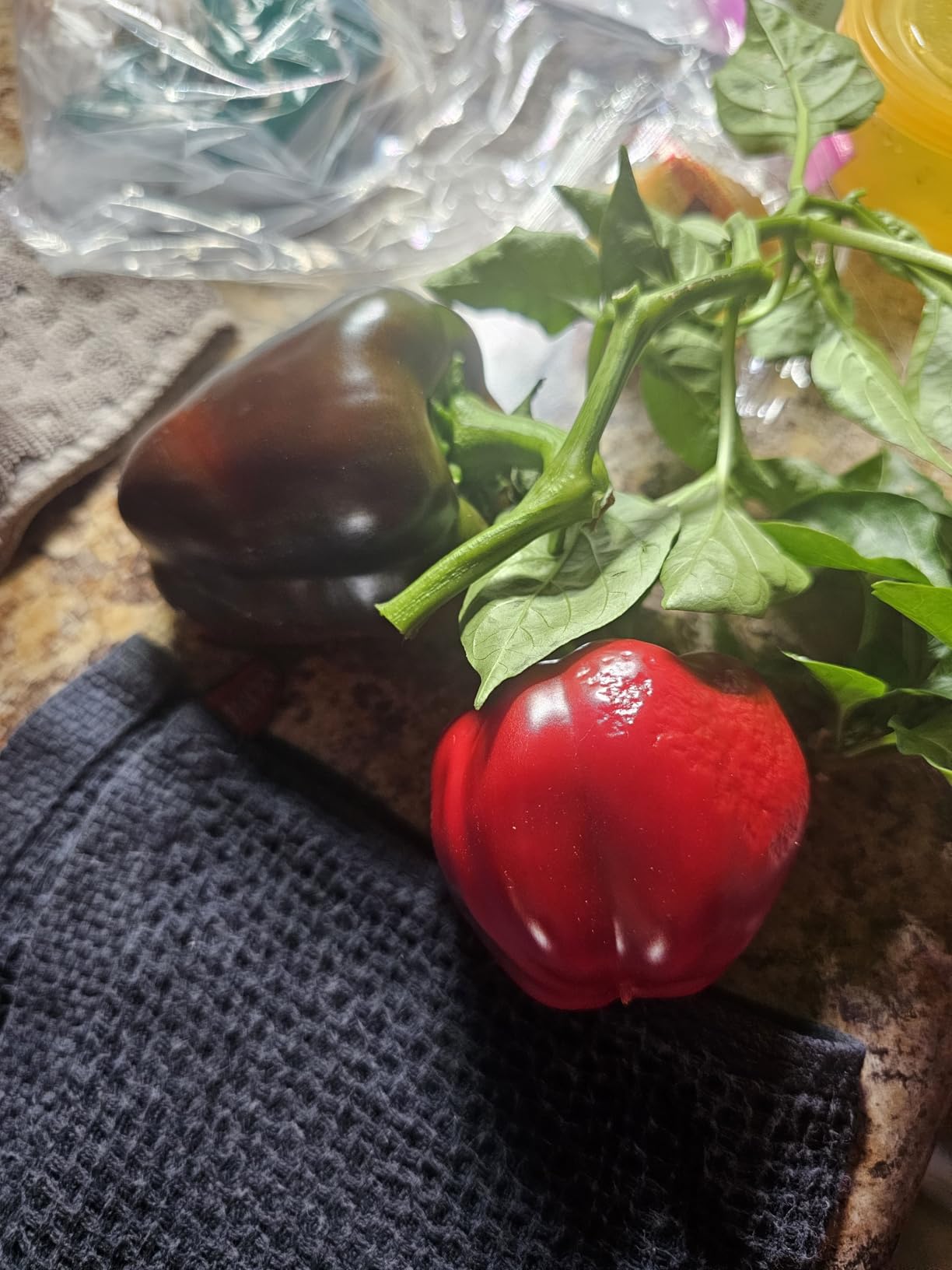 AeroGarden Harvest Elite, Stainless Steel customer photo 2