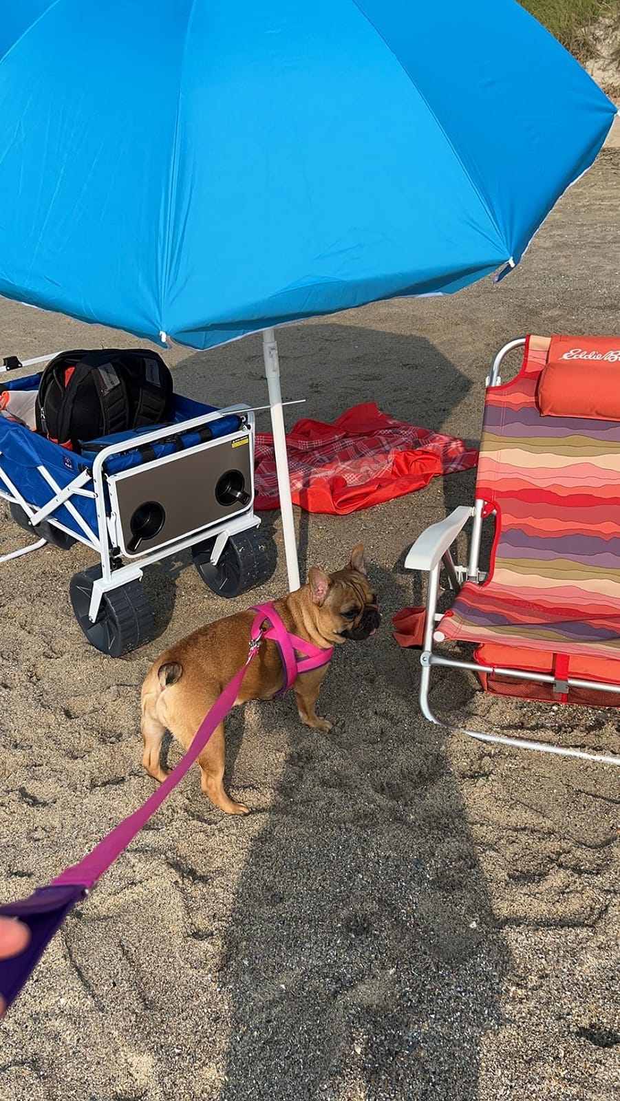 MacSports All Terrain Beach Wagon with Side Table, Heavy Duty Collapsible Folding Cart with Large Wheels for Beach Day, Picnic, Camping, Outdoor Activities, Blue/White customer photo 1