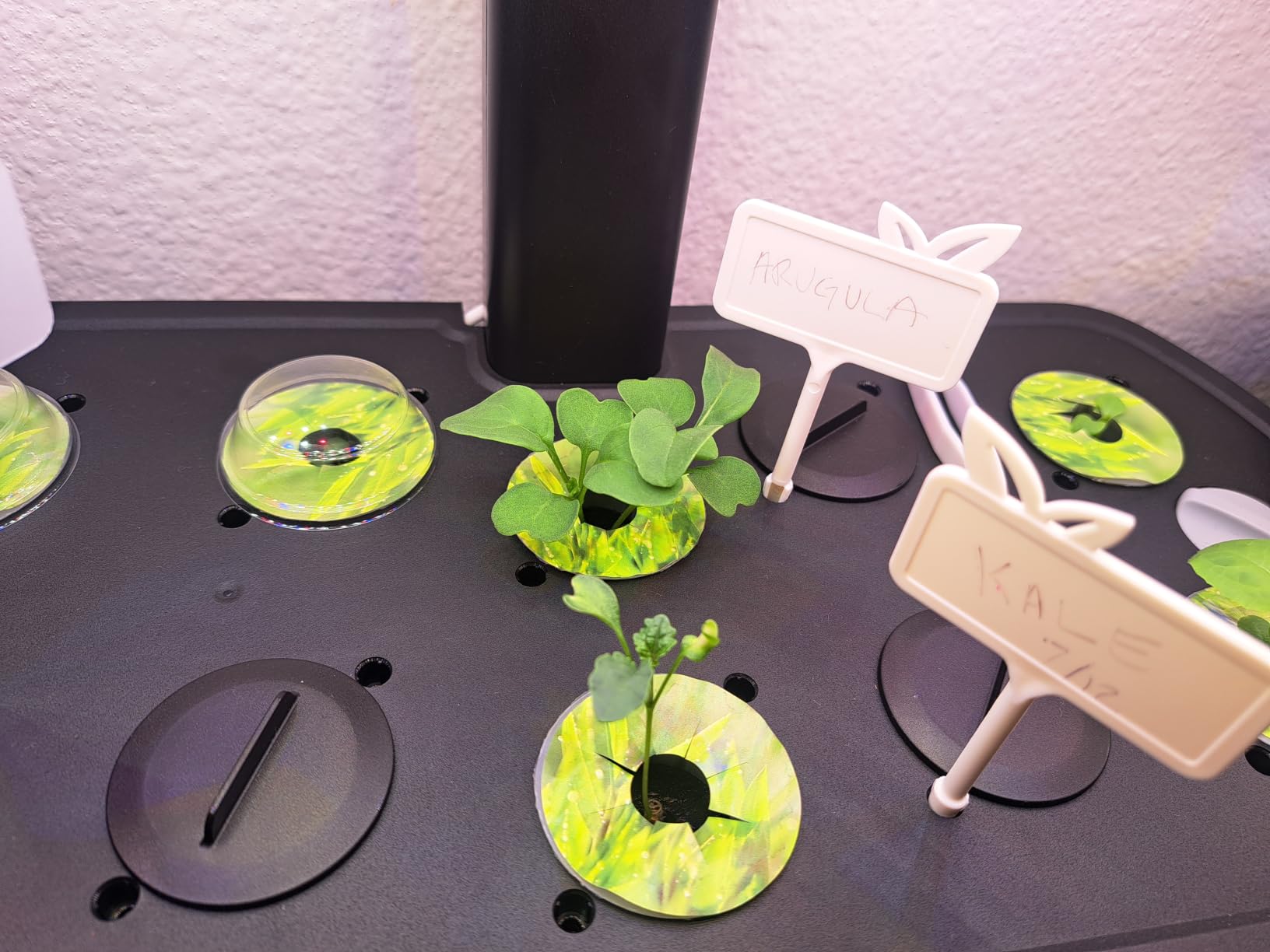 LETPOT LPH-Air 10-Pod Hydroponics Growing System Indoor Garden Kit | APP & WiFi Controlled, Adjustable 24W Grow Light Full Spectrum, Indoor Gardening for Gifts, Kitchen, Vegetable customer photo 1