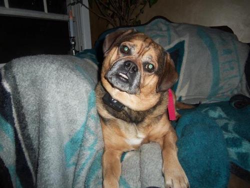 PetSafe Basic Bark Control Collar customer photo 1