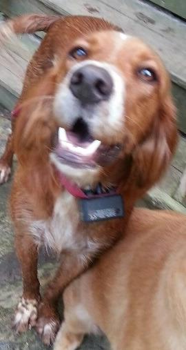 PetSafe Basic Bark Control Collar customer photo 2