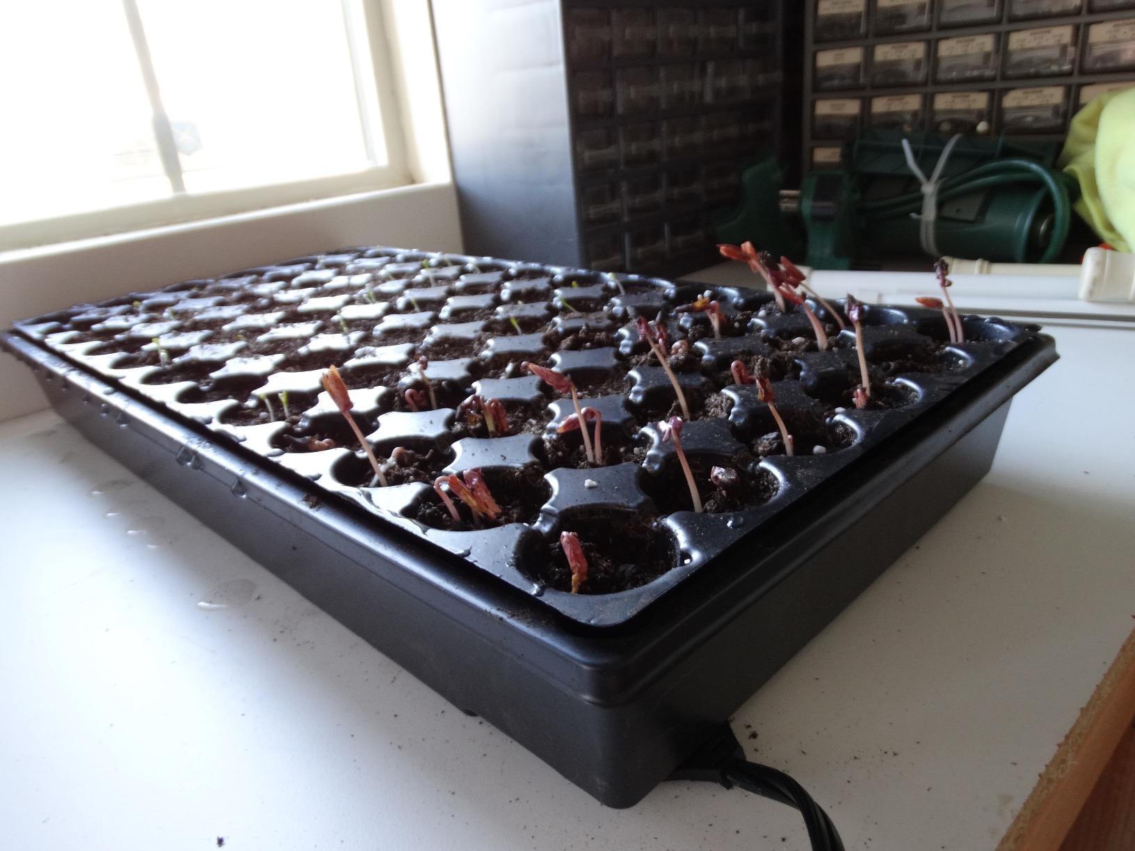 Jump Start CK64060 Germination Hot House, 17W Heat Mat & 7 in Dome customer photo 1