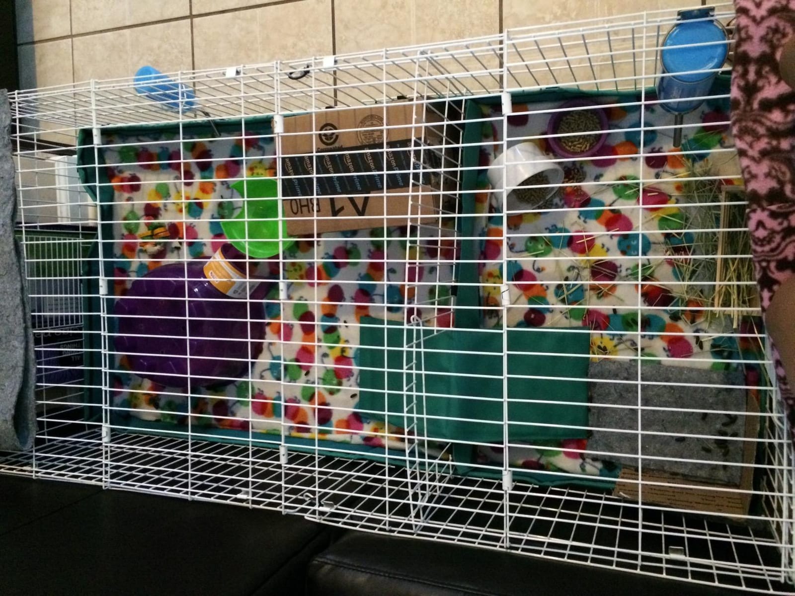 MidWest Homes for Pets Guinea Habitat Plus Cage, Includes Divider Panel and Hinged Top, Washable PVC Canvas Bottom, Expandable Small Animal Cage for Guinea Pigs, 171GHP customer photo 1