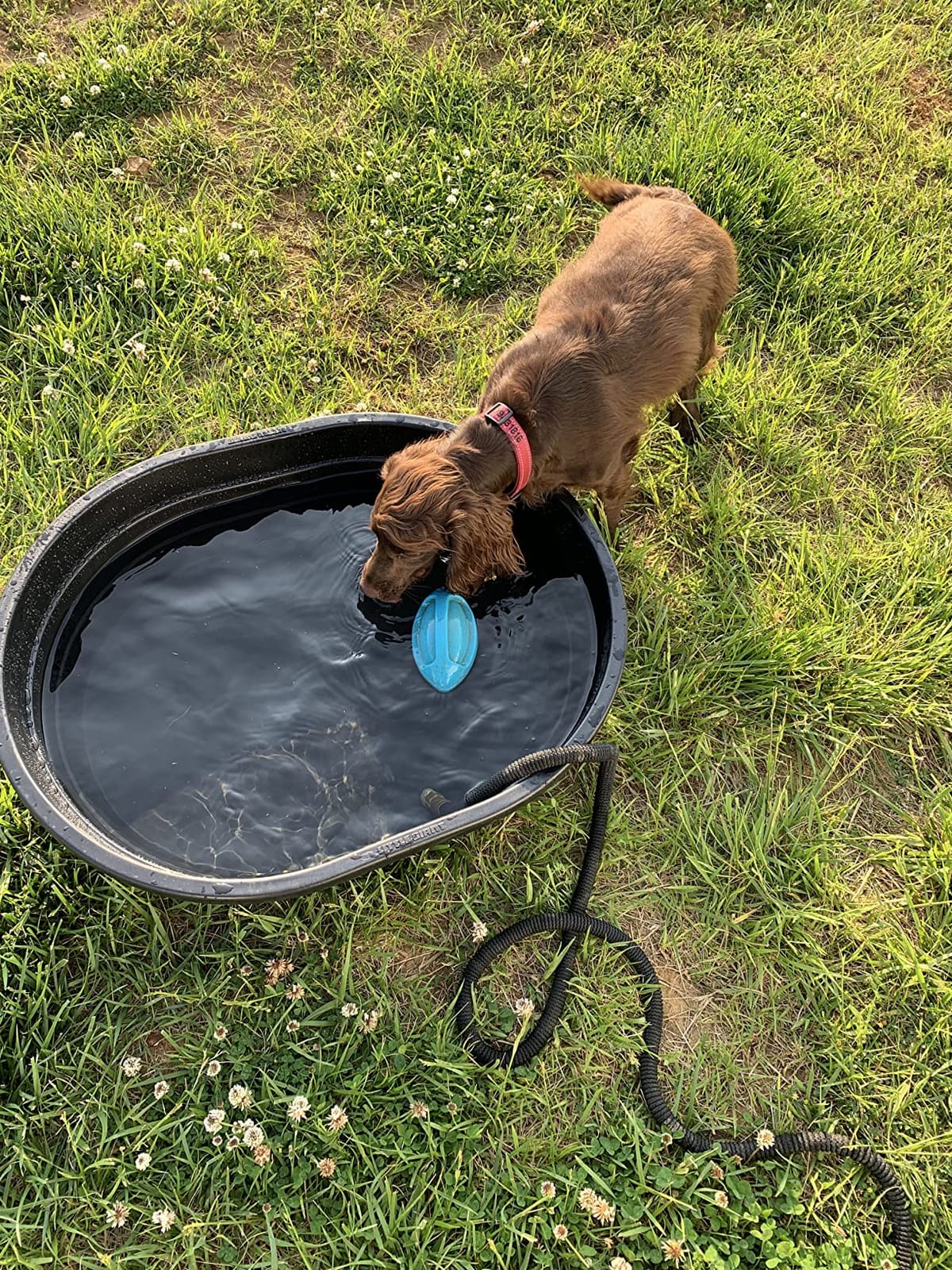 Little Giant® Poly Oval Stock Tank | Water Trough | Plastic Pond Tub | Heavy Duty Feeding & Watering Trough for Livestock | 100 Gallons customer photo 2