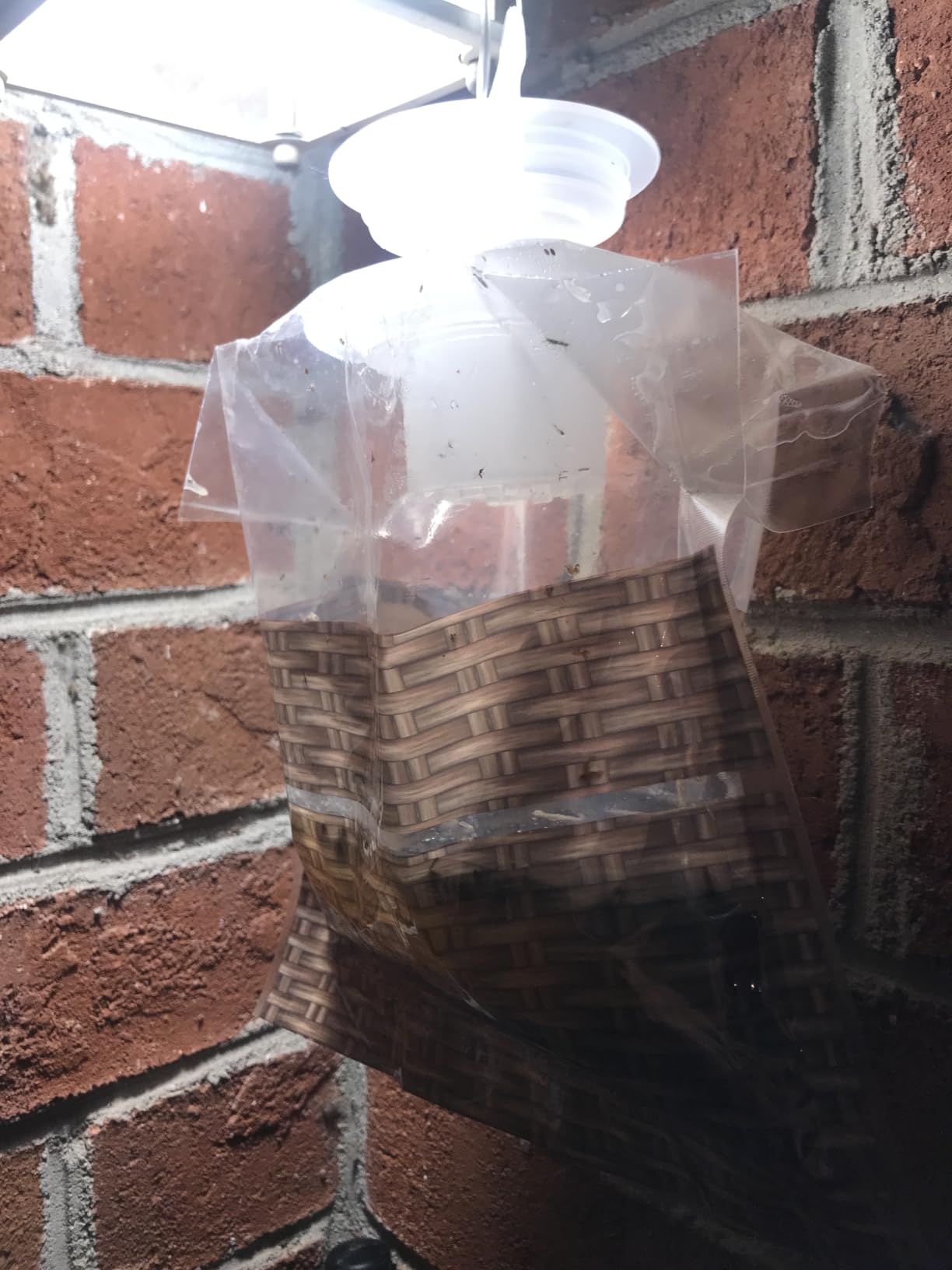 Black Flag Disposable Fly Trap, Attracts All Major Fly Species customer photo 1