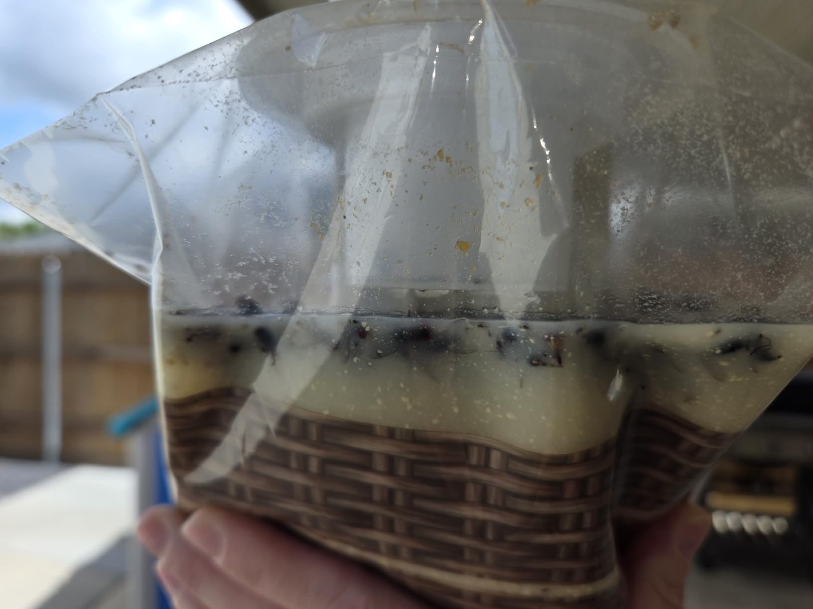 Black Flag Disposable Fly Trap, Attracts All Major Fly Species customer photo 2
