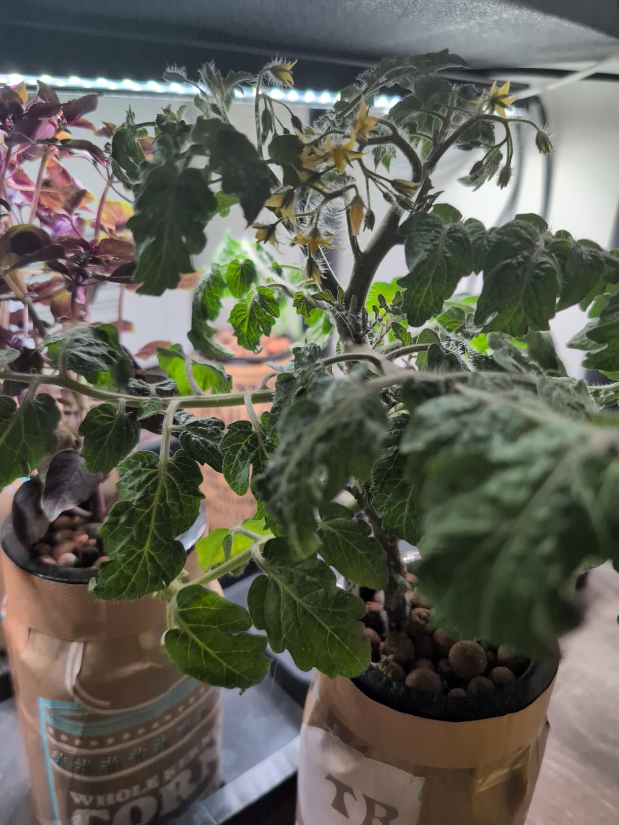 FoxFarm Grow Big Hydroponic Plant Food - 3-2-6 Liquid Plant Fertilizer for Lush Vegetative Growth in Hydroponic Systems - Liquid Concentrate with Earthworm Castings & Micronutrients - 1 Pint customer photo 1