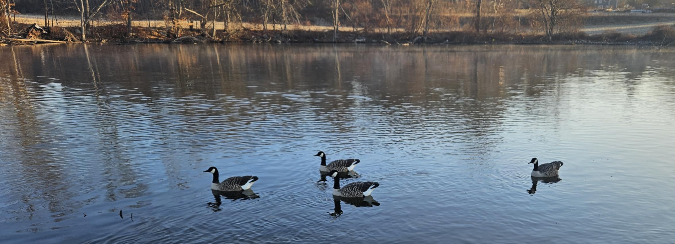 Avian X Topflight Honker Floaters with True to Life Postures and Weight Forward Swim Keel for Hunting Use, Outdoor Sports, and Recreation customer photo 1