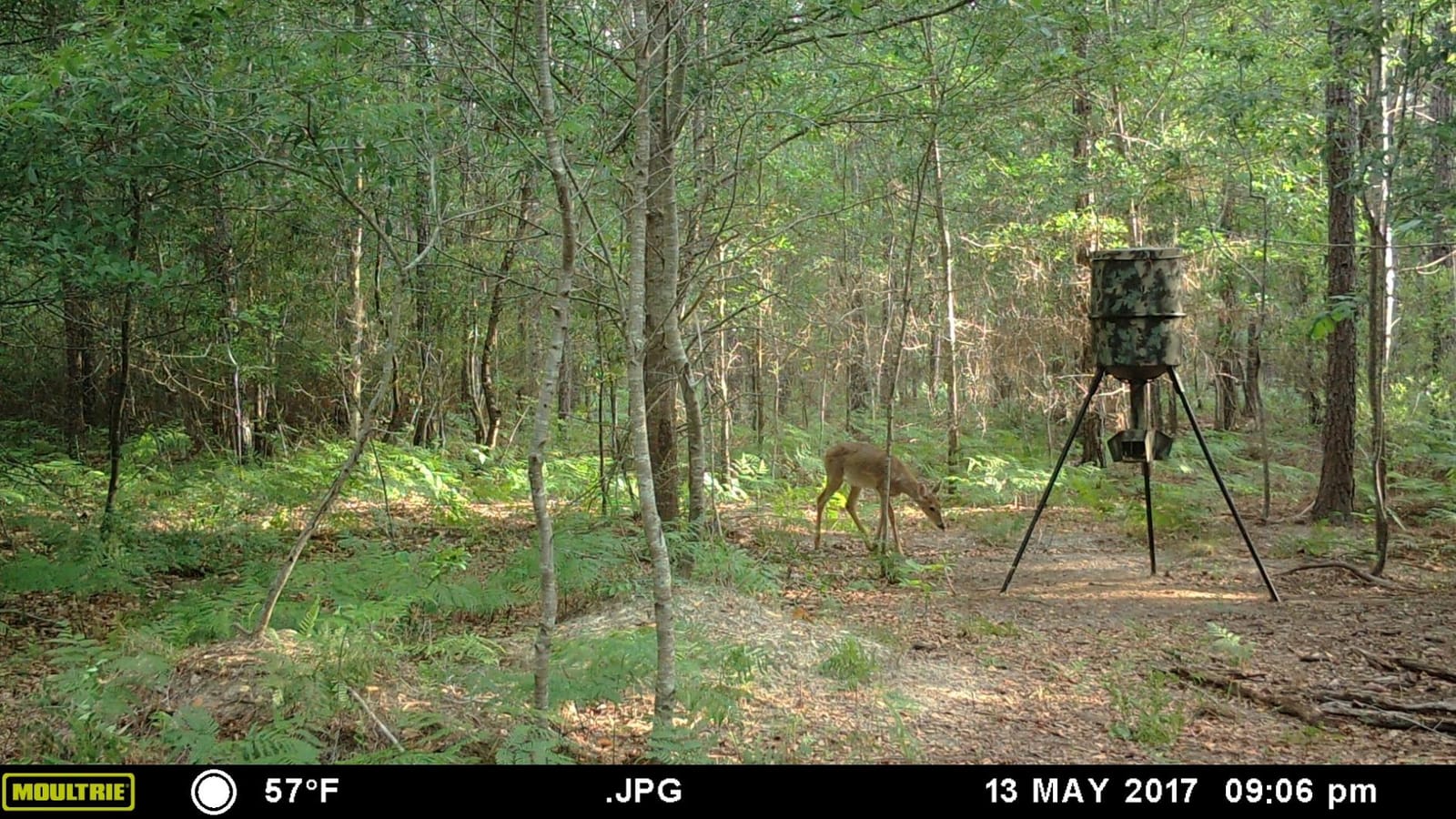 Wildgame Innovations Quick-Set 270 lb Game Feeder customer photo 2