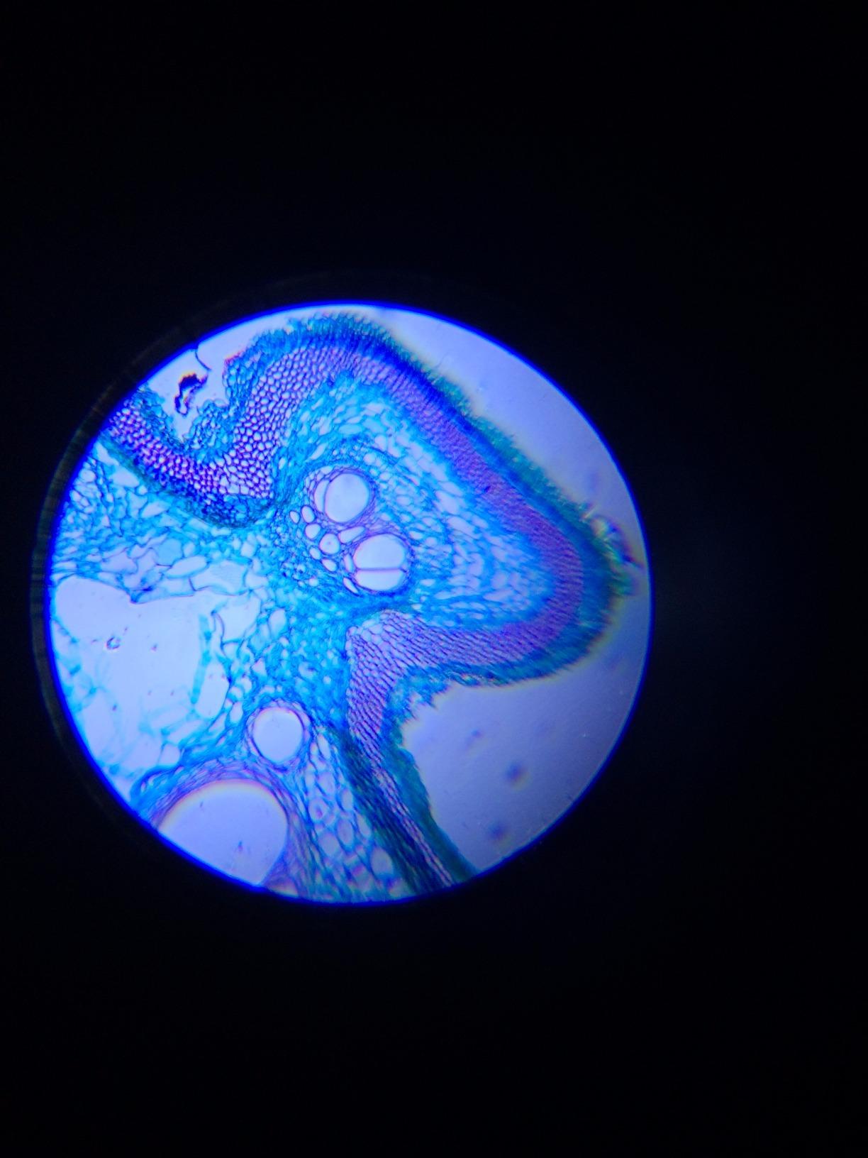 AmScope - Kids 48pc 120X-1200X Biological Microscope Educational Starter Kit customer photo 2