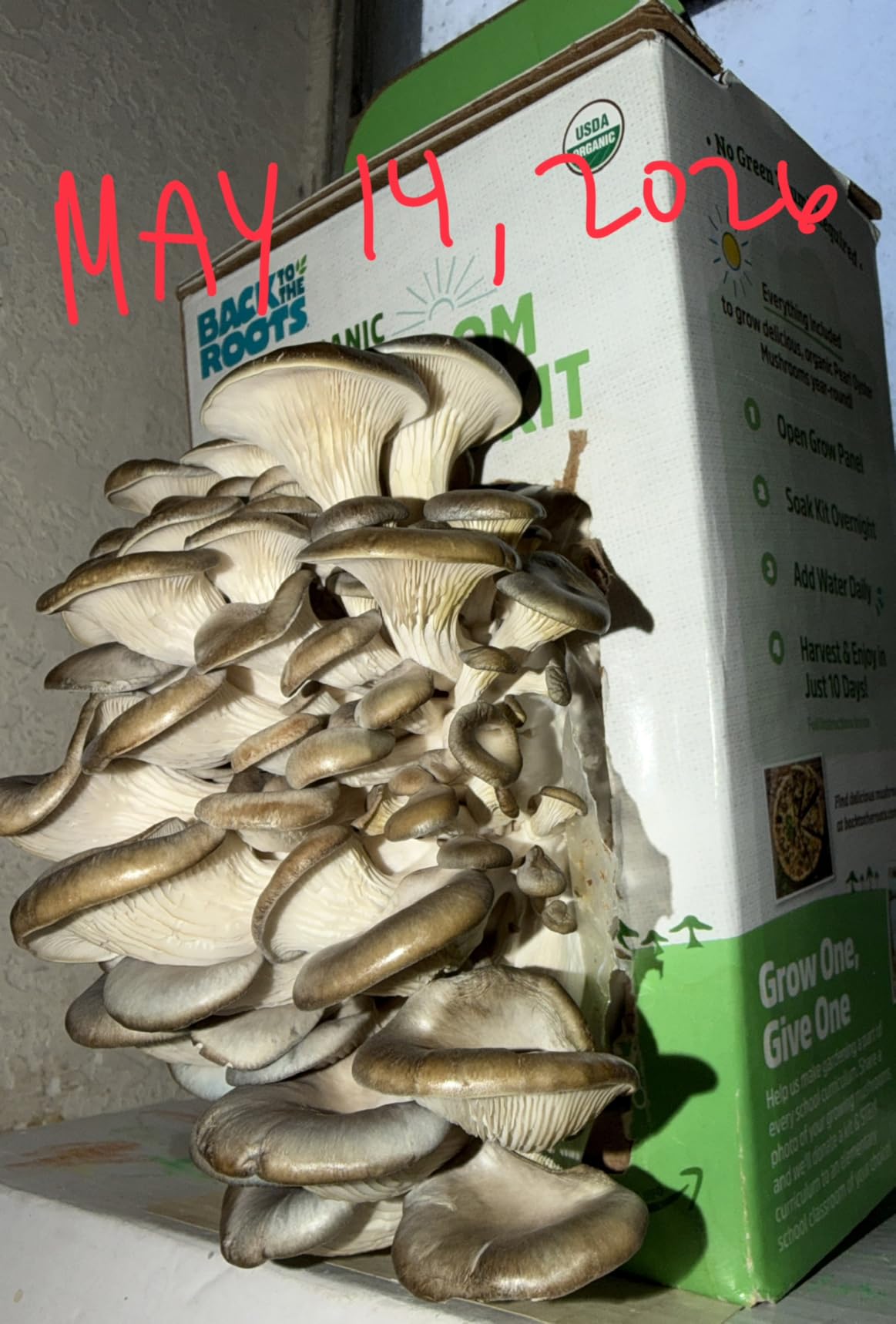 Back to the Roots Organic Mini Mushroom Grow Kit, Harvest Gourmet Oyster Mushrooms In 10 days, Top Gardening Gift, Holiday Gift, & Unique Gift customer photo 1