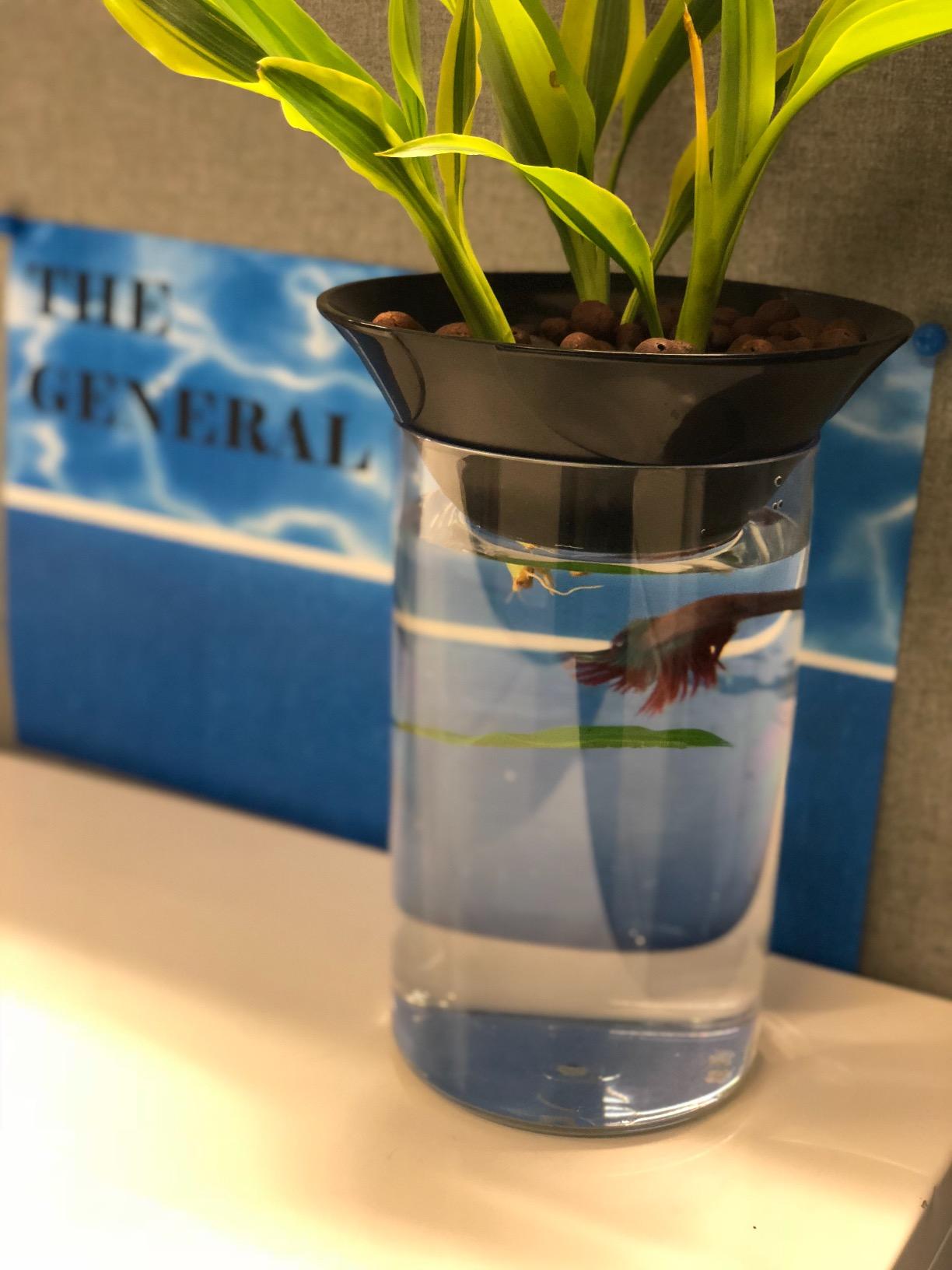 Penn-Plax (APON1) Aquaponic Planter and Aquarium for Betta Fish Tank Promotes Healthy Hydroponic Environment for Plants and Fish customer photo 1