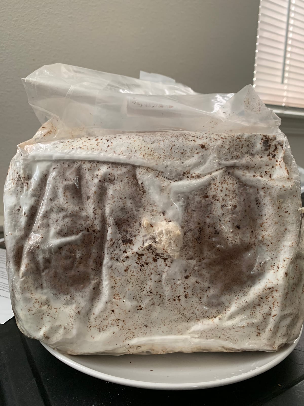Mushroom Man LLC, Lion's Mane Mushroom Kit customer photo 1