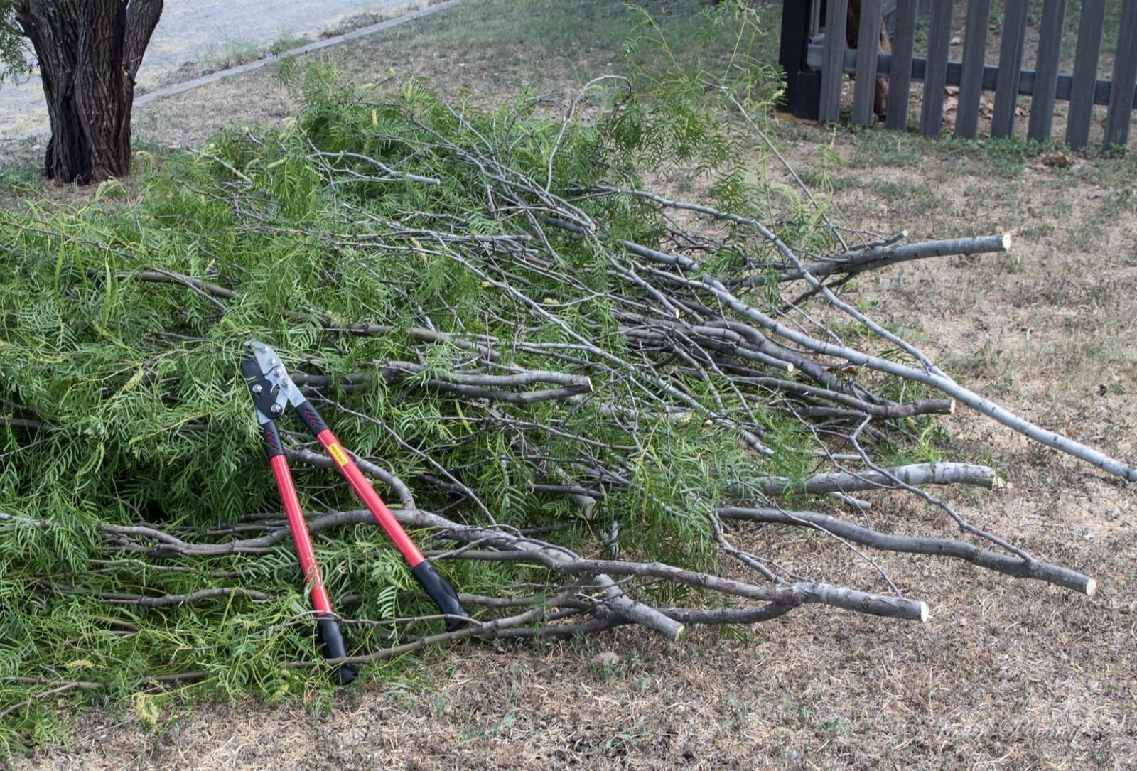 TABOR TOOLS GG12A Anvil Lopper with Compound Action, 30 Inch Tree Trimmer & Branch Cutter, Heavy Duty Tree Pruner with 2 Inch Cut Capacity, Chops Thick Dry Branches with Ease customer photo 2