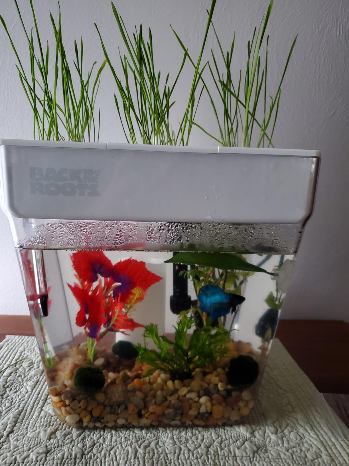 Back to the Roots Indoor Aquaponic Garden - 3 Gallon Self Watering, Mess-Free Planter and Self-Cleaning Fishtank for Herbs, Microgreens, Bamboo, Succulents, and Houseplants, support Fish customer photo 1