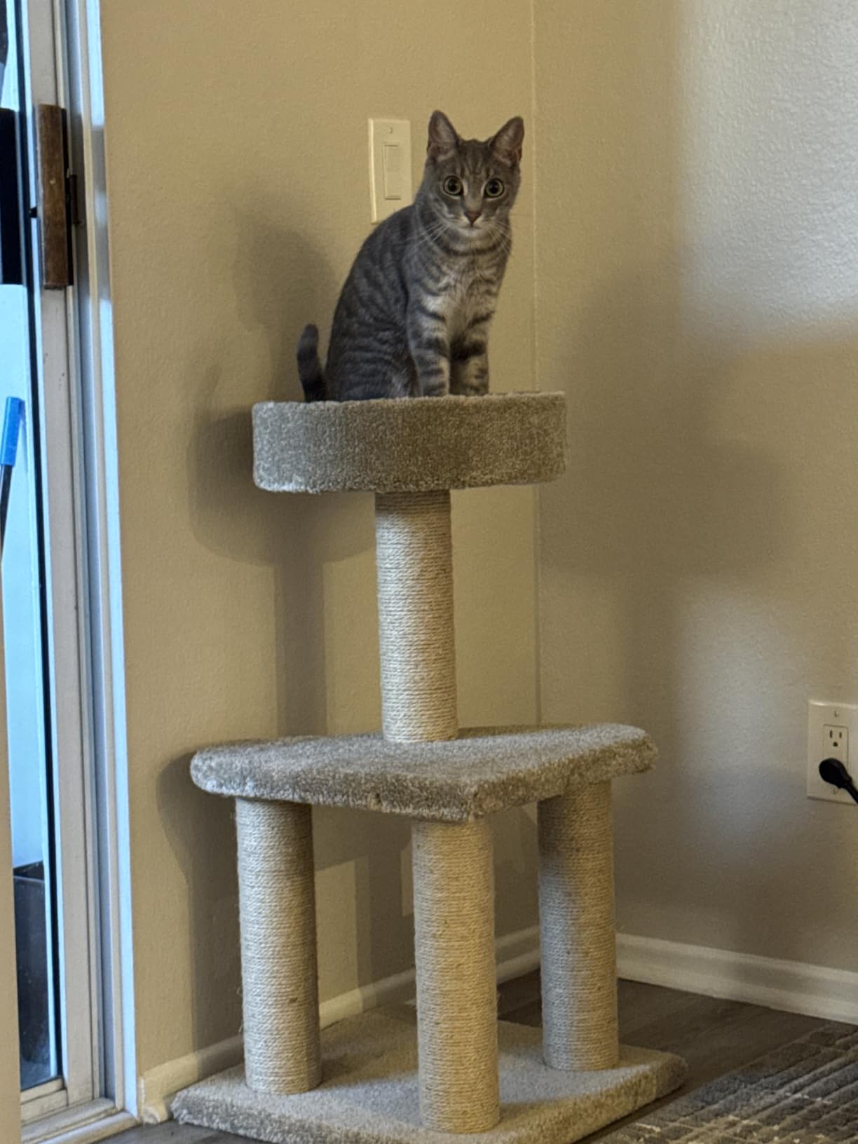 Amazon Basics Cat Tree Tower - Multi-Level Climbing Activity Center for Indoor Cats & Kittens with Scratching Posts, Platform, Jute Rope, Large (45.9