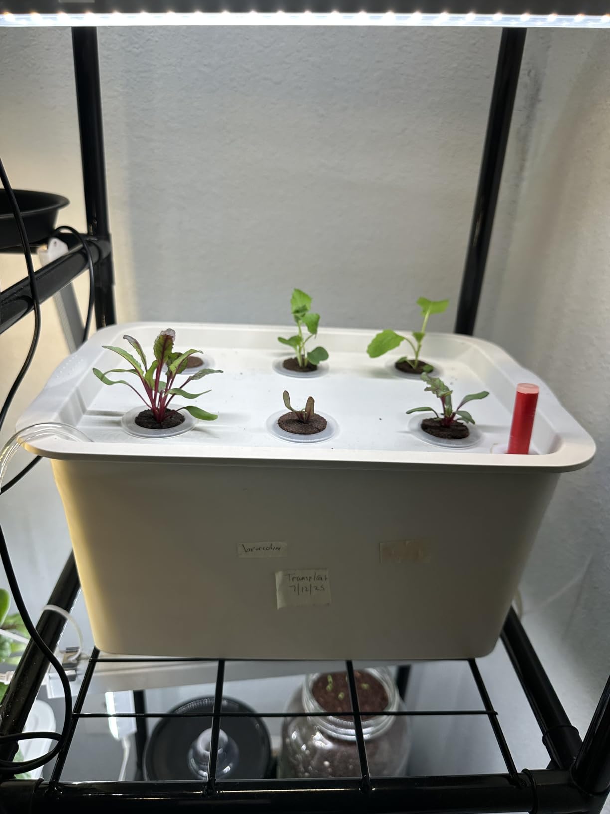 Hydroponics Grower Kit DIY Self Watering Indoor Hydroponics Tools Hydroponic System Planting Container Include Aquarium Air Pump Buoy Planting Box customer photo 1