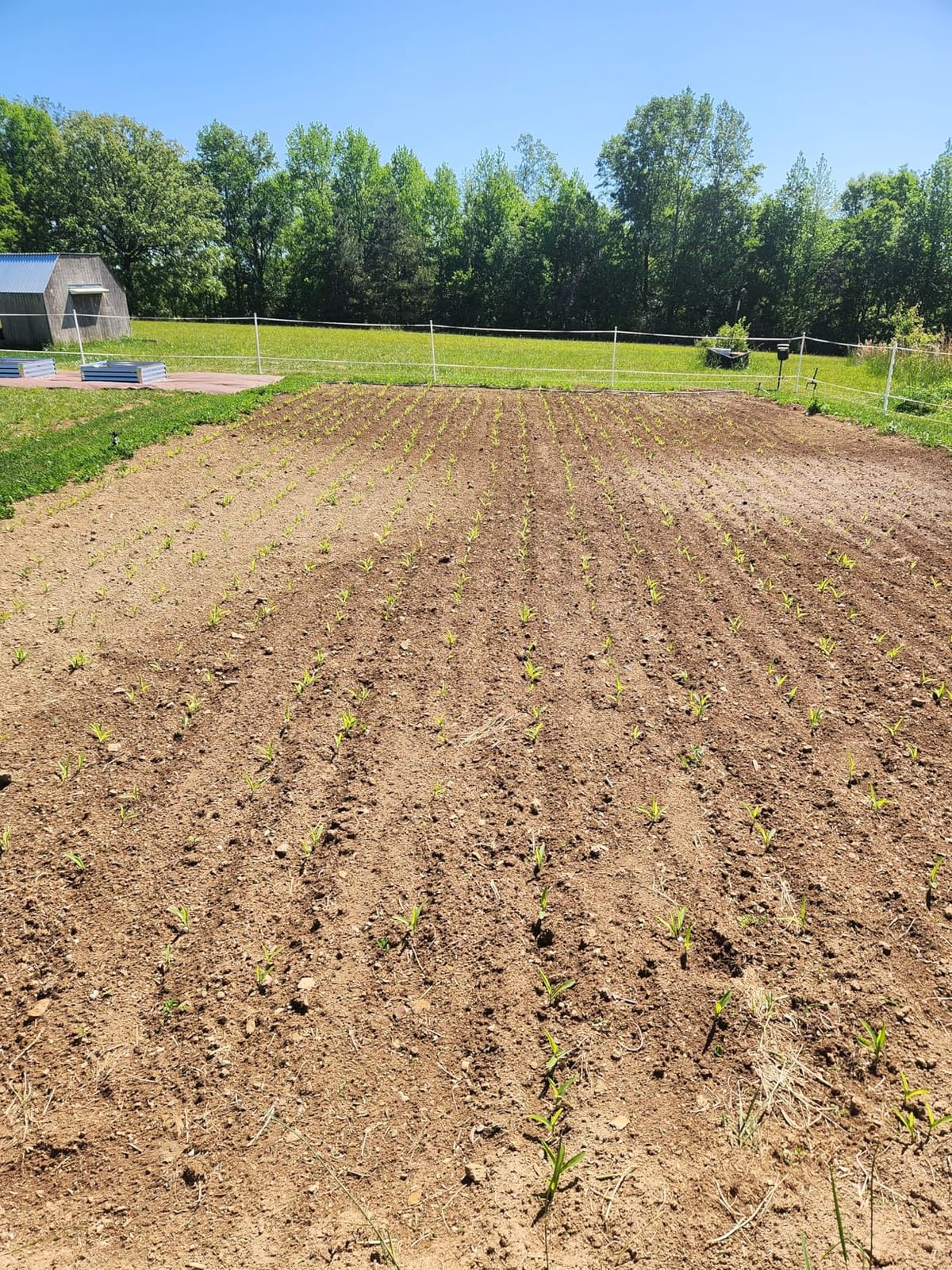 CHAPIN 8701B Push Garden Seeder for Row Planting, 20 Seed Varieties | Plant rows faster with interchangeable seed plates for multiple seed types, plus a rust-resistant hopper for garden use customer photo 1