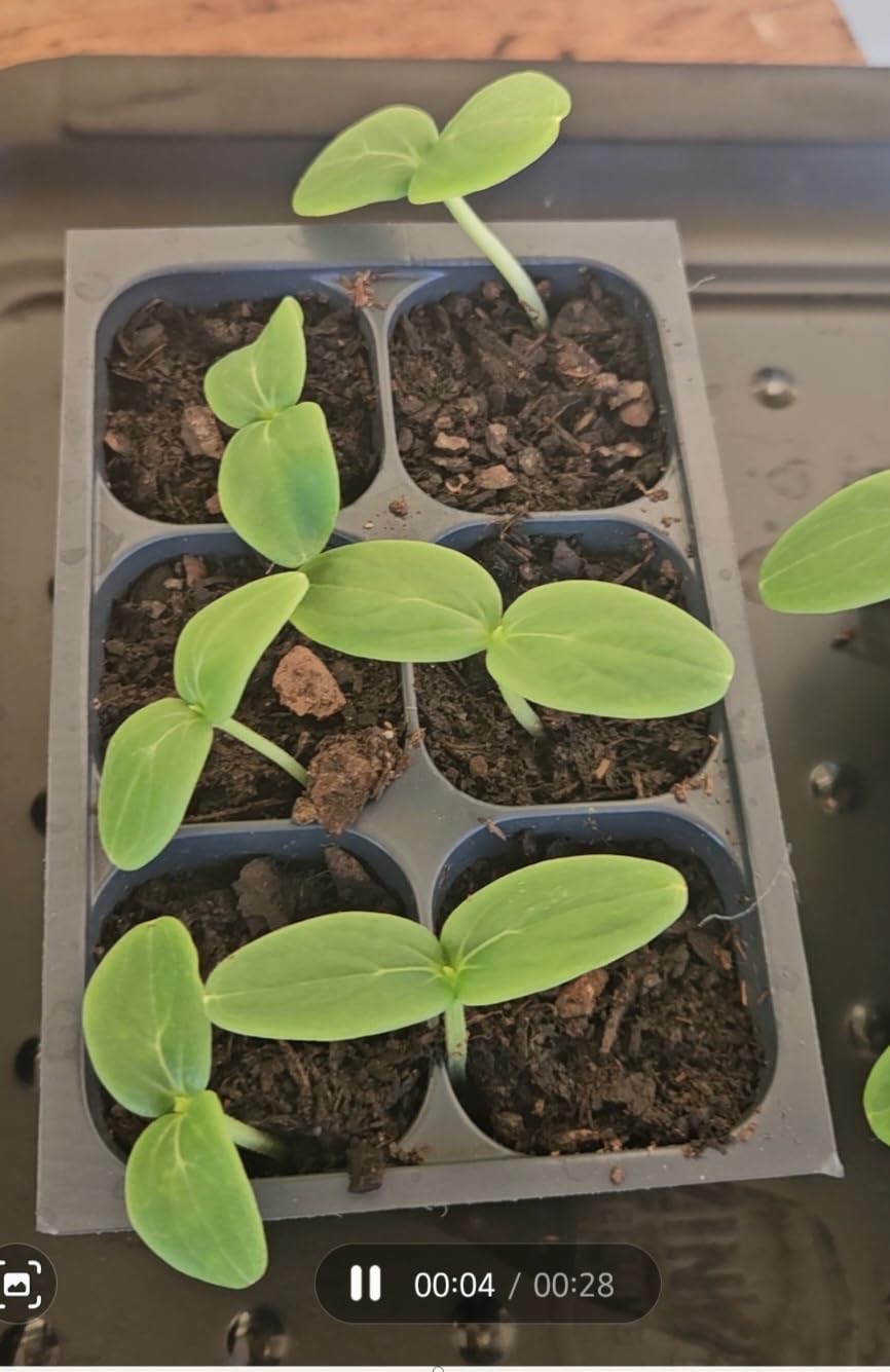 Seed Starter Trays, 144 Cells (24 Trays - 6 Cells Per Tray) + Plant Stakes customer photo 1