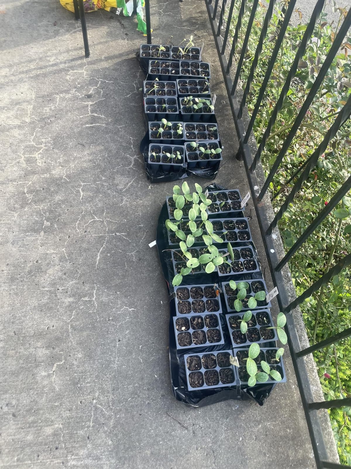 Seed Starter Trays, 144 Cells (24 Trays - 6 Cells Per Tray) + Plant Stakes customer photo 2