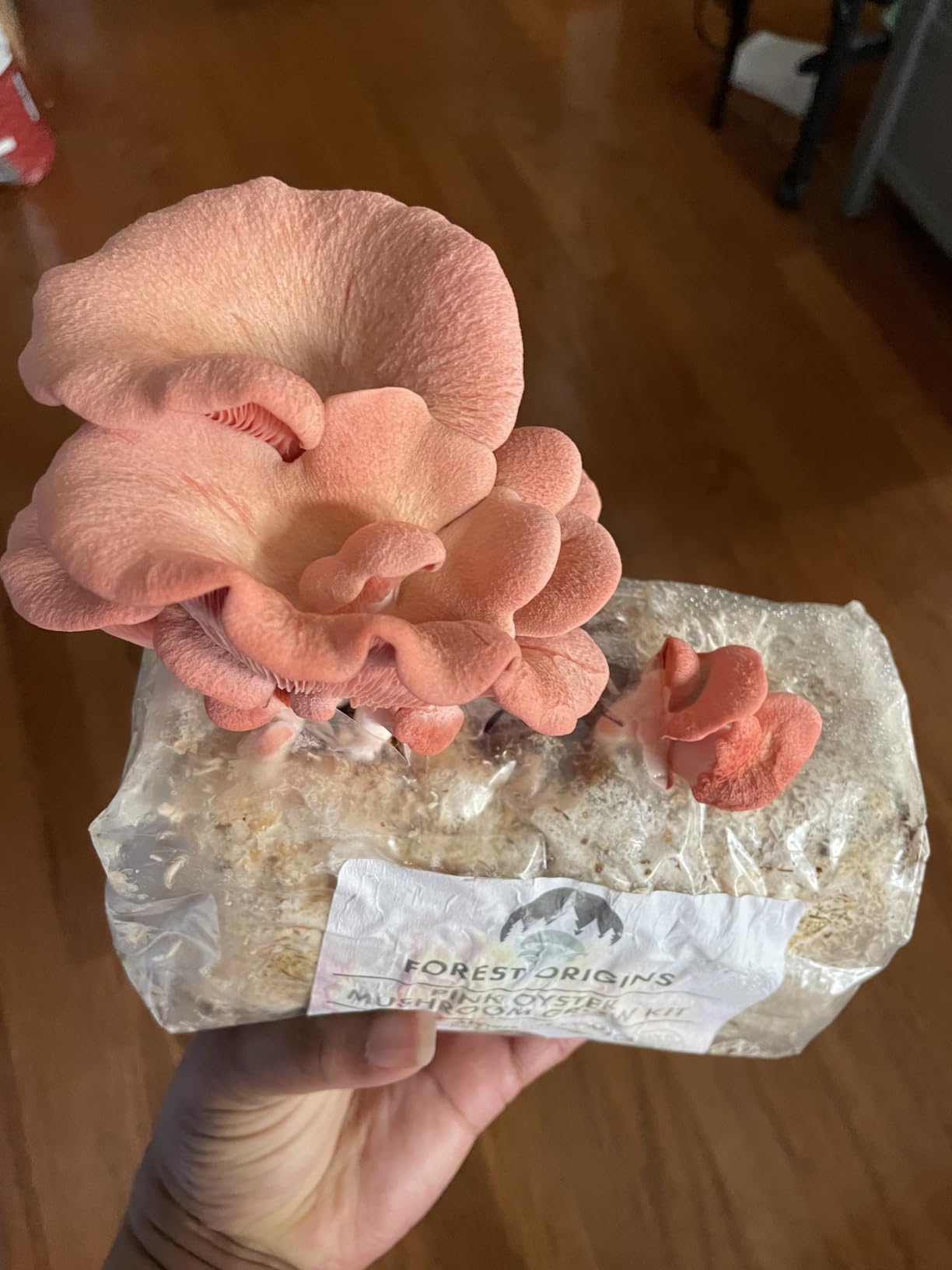 Forest Origins Pink Oyster Mushroom Grow Kit, Ready to Grow Indoors customer photo 1