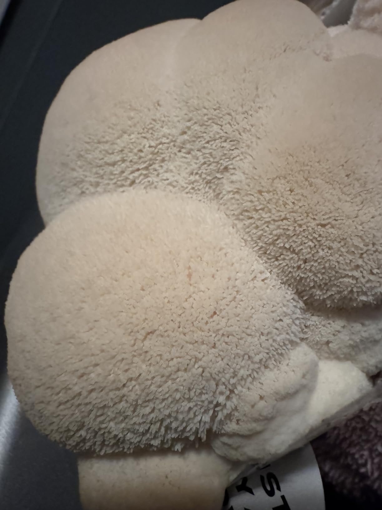 North Spore Organic Lion's Mane Mushroom Grow Kit, 4 lbs customer photo 2