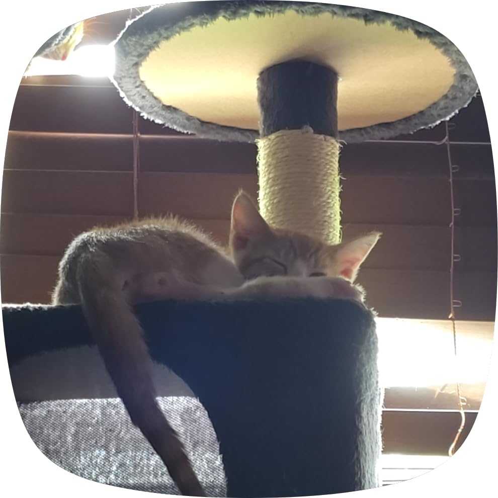 Yaheetech 54in Cat Tree Tower, 2 Caves, Kitten-Ear Perch & Scratching Posts | Multi-level layout, climbing ladder, easy assembly, high pet appeal, total load 66lbs for all indoor cats, dark gray customer photo 1