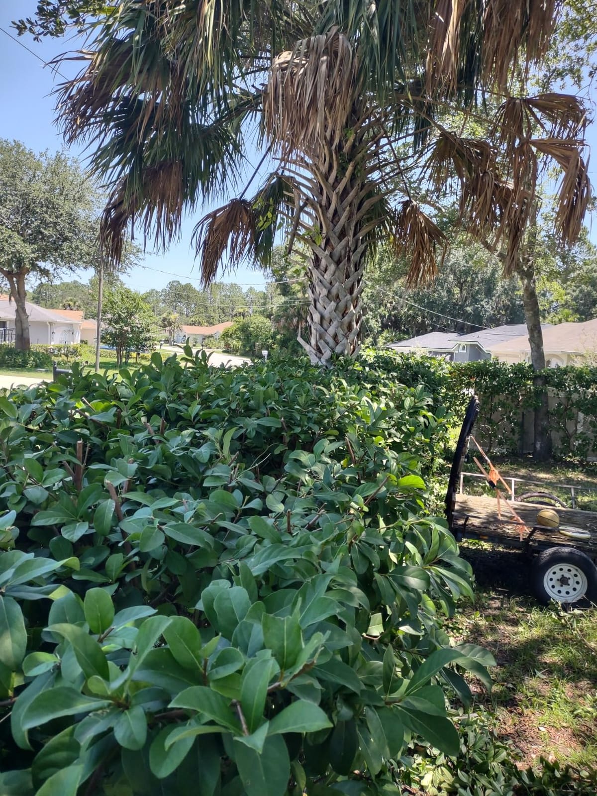 EGO POWER+ Hedge Trimmer Cordless, Electric Hedge Trimmer 24