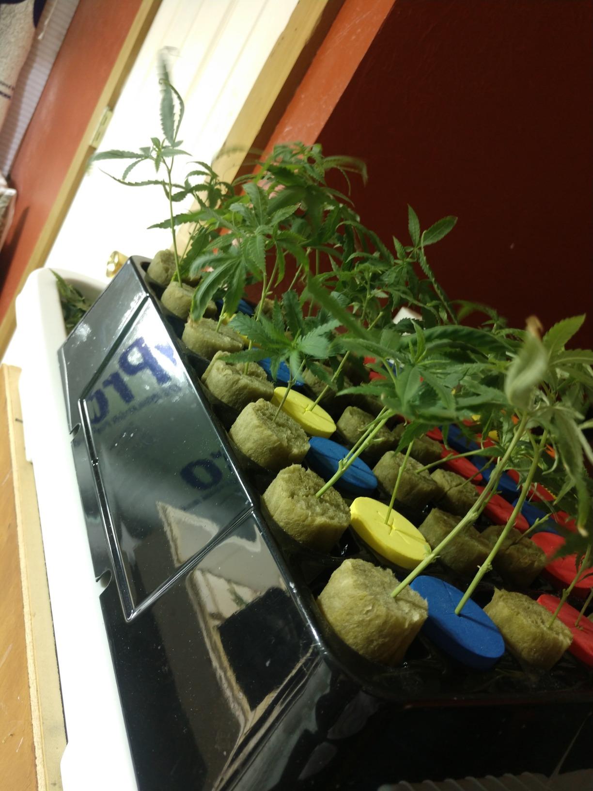 HORTIPOTS Cloning Machine Aeroponic Cloner System 70 Site for Plant Cuttings Using 1.625 inch Neoprene Clone Inserts (1-5/8 inch) customer photo 1