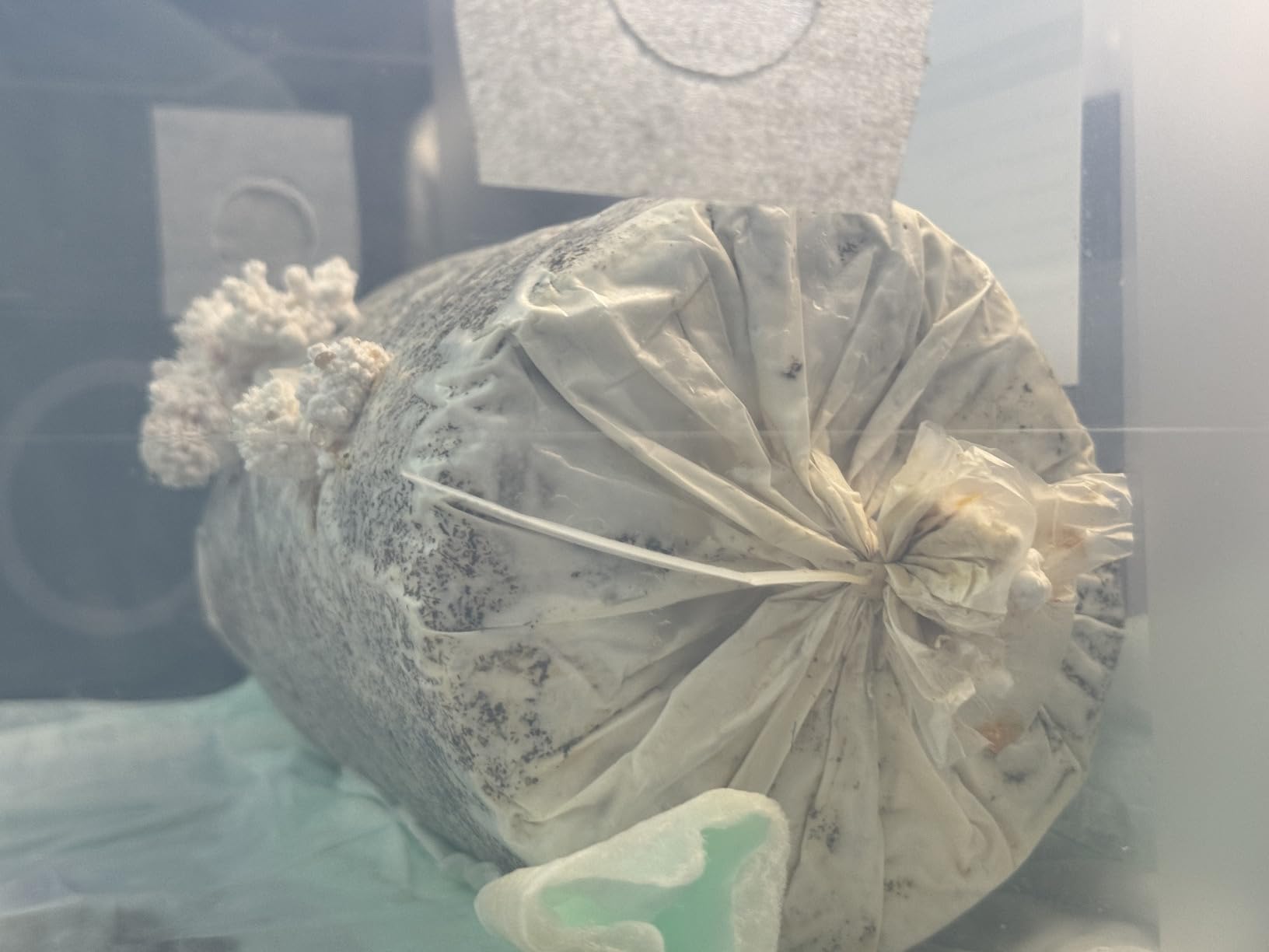Lion’s Mane Mushroom Grow Kit, 4 lb (Packaging May Vary) customer photo 2