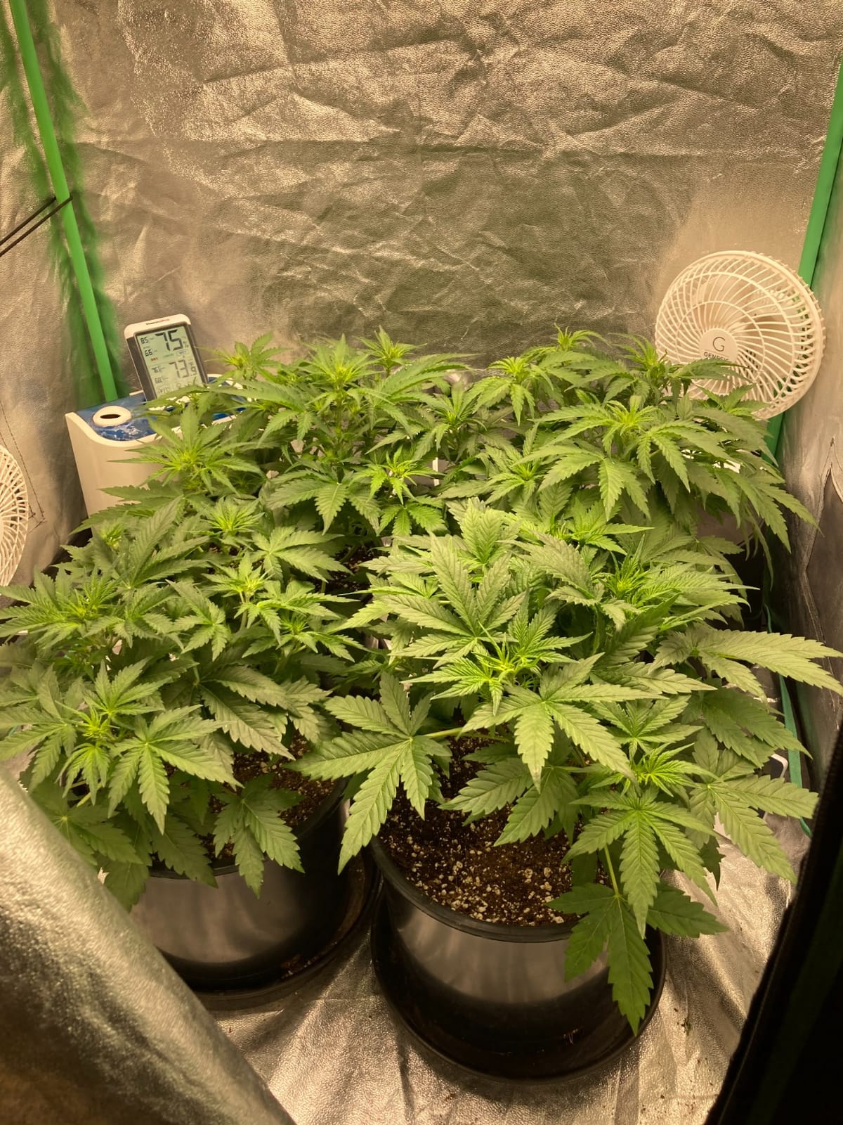 MARS HYDRO 150W TS1000 LED Grow Light for Indoor Plants Full Spectrum customer photo 1