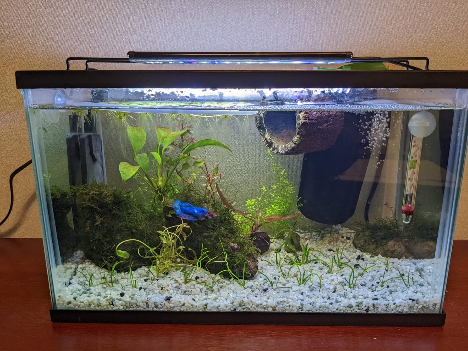 AQUANEAT LED Aquarium Light Full Spectrum for 18 Inch to 24 Inch Fish Tank Light Fresh Water customer photo 2
