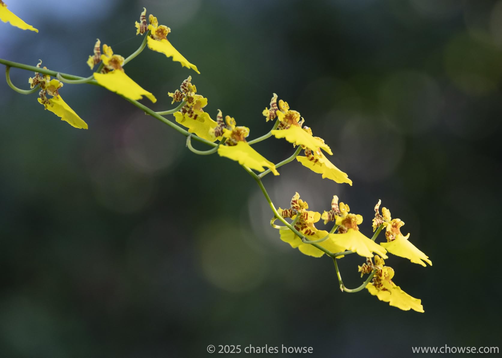 Canon RF 24-240mm F4-6.3 IS USM Lens customer photo 1