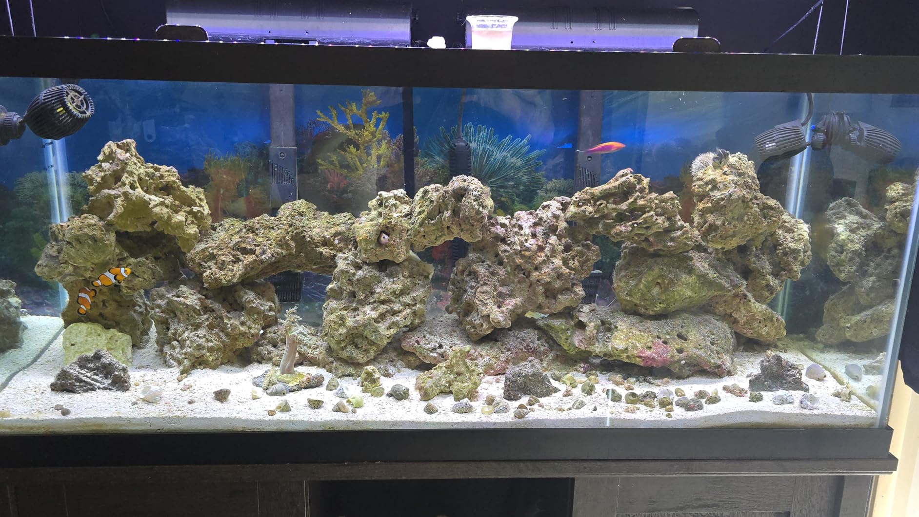 NICREW 32W Saltwater Aquarium Light, Marine LED Reef Light for Corals, Programmable Timer Controller, 30 to 36-Inch customer photo 2
